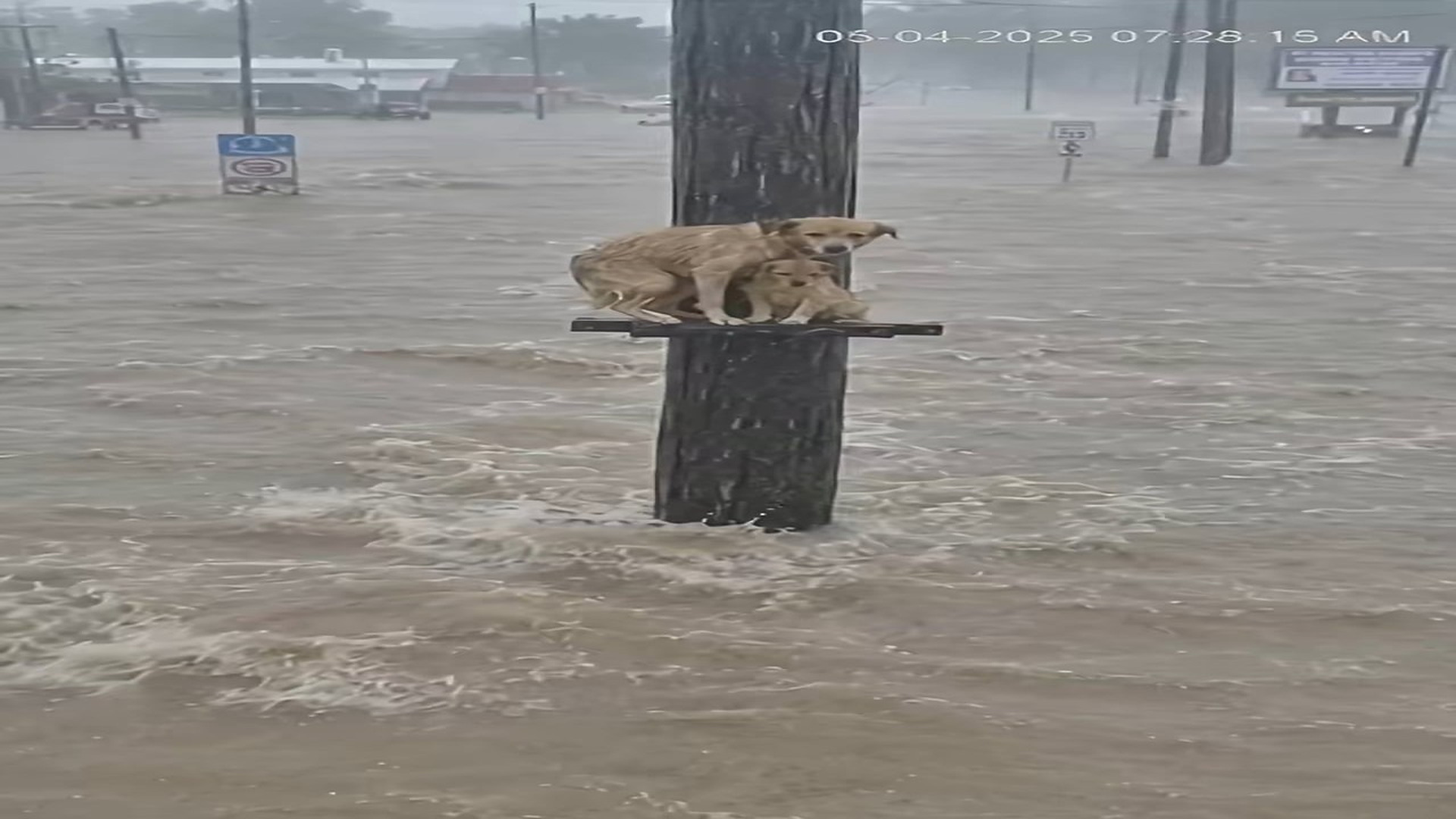 Full Video : N3006030_One Kind Rescue Changed Everything For A Helpless Soul #AnimalHero #Hope