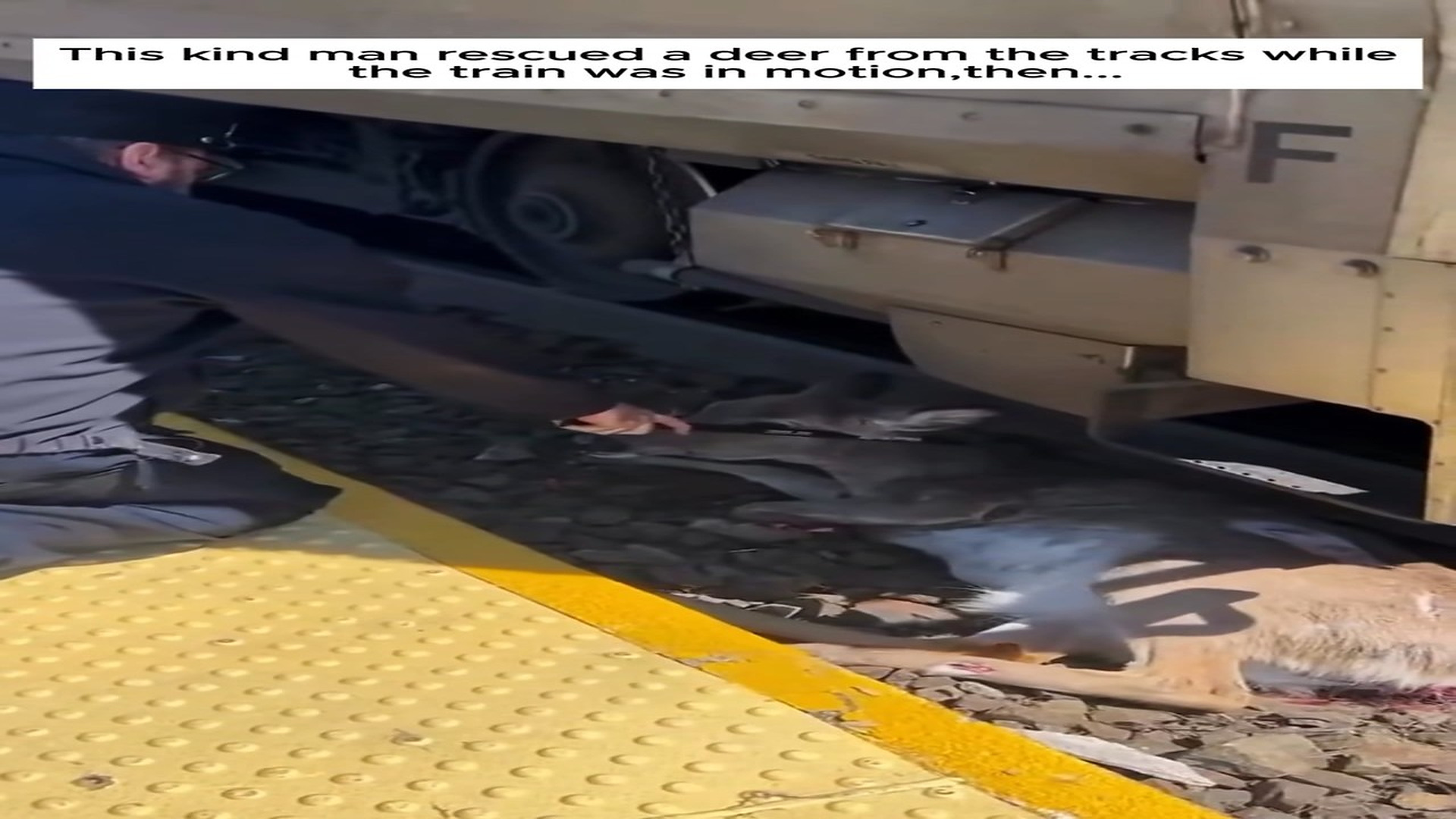 Full Video : N0607004_A Kind Stranger Saved a Deer Seconds Before the Train Arrived #DeerRescue #HeroMoment #Amazing