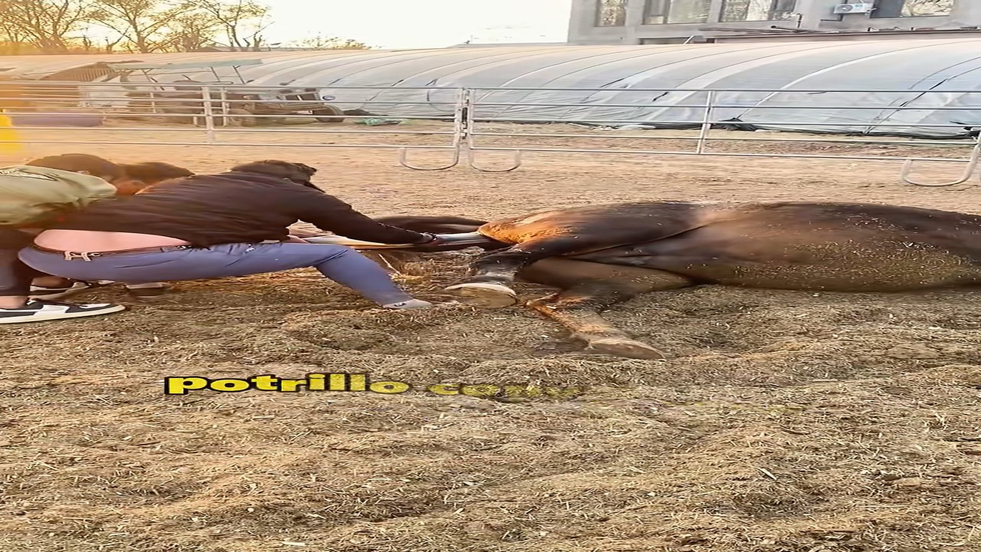 Full Video : N0607009_Everyone Came Together to Help a Mare Give Birth #HorseLove #NewLife #Wholesome