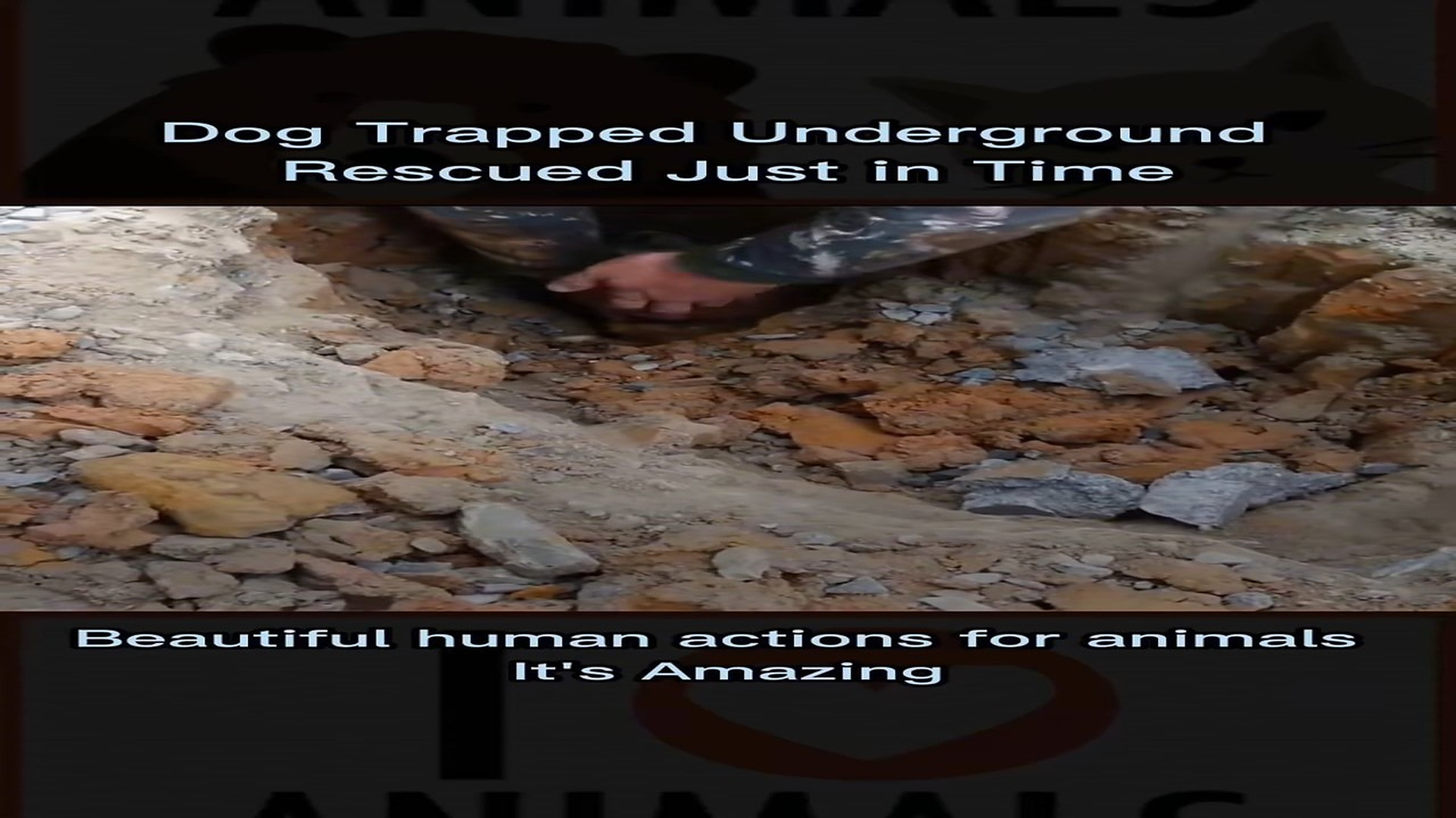 Full Video : N0607010_A Dog Was Trapped Underground With No Way Out #DogRescue #Miracle #TrendingNow
