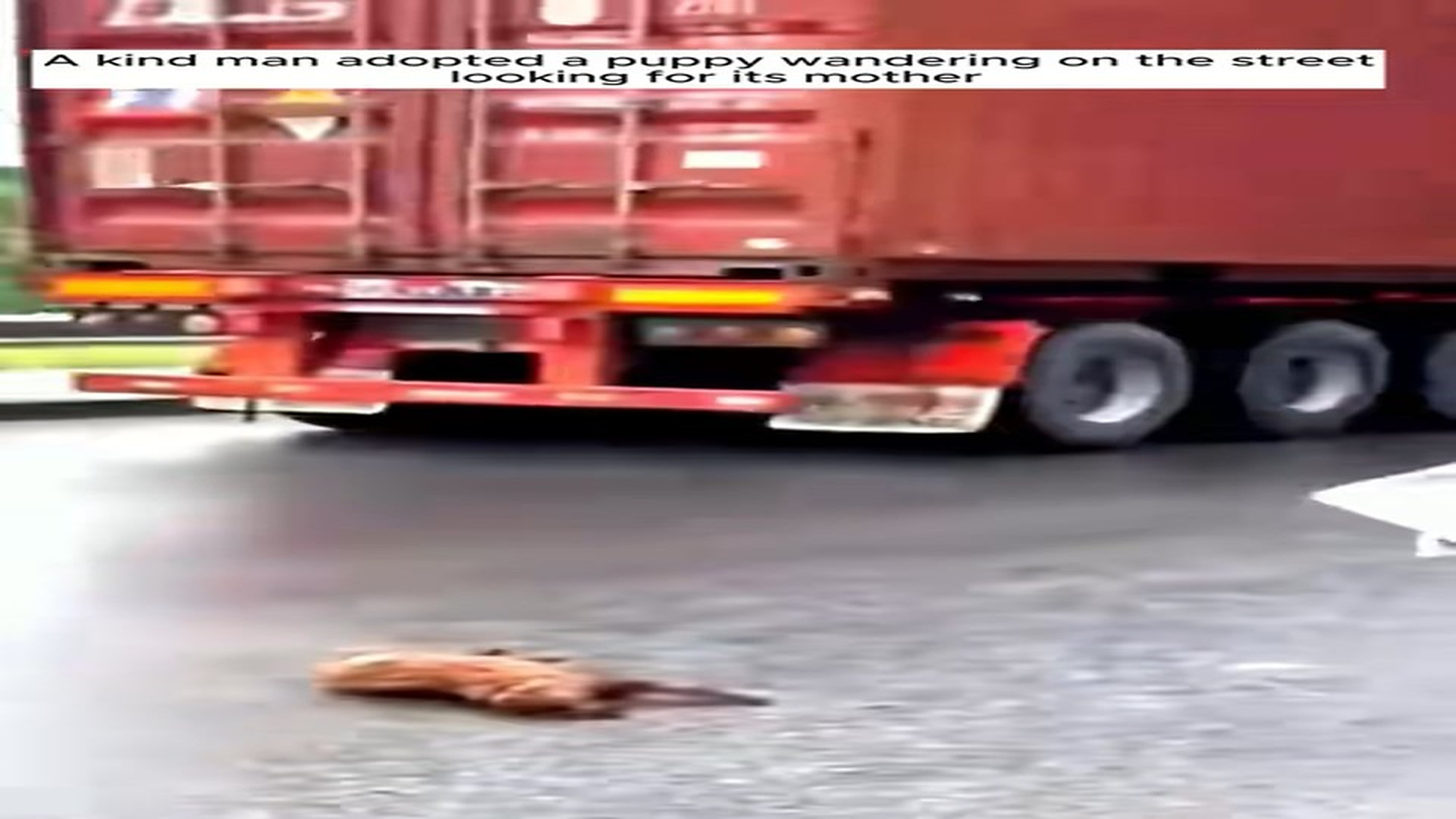 Full Video : N0607033_A Helpless Puppy Was Found Alone on the Road #DogRescue #PuppyLove #Trending