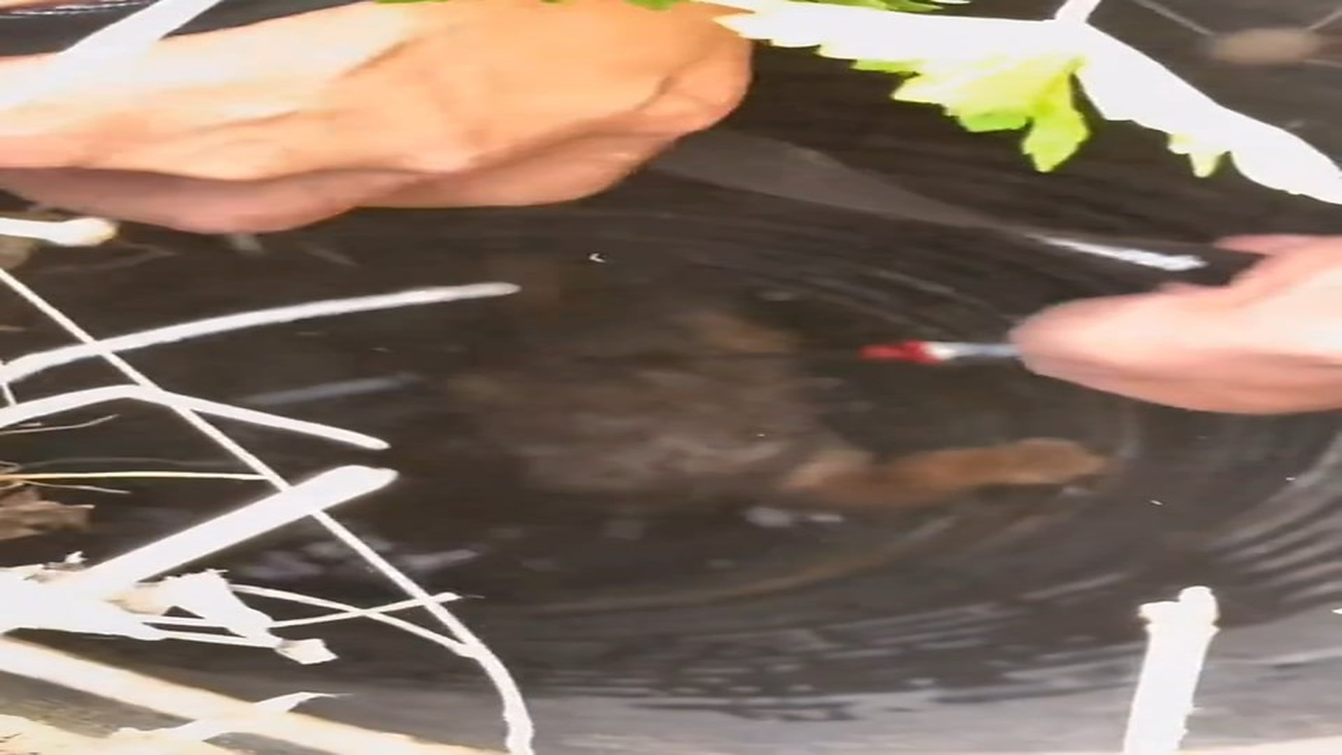 Full Video : N0707005_A trapped dog was pulled safely from a deep well #DogRescue #Hero #AnimalRescue #Viral #Amazing