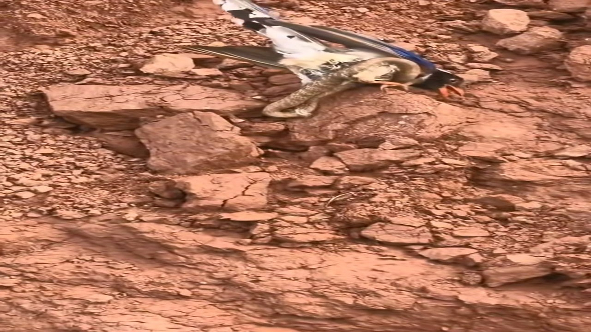 Full Video : N0707014_A helpless bird escaped from a deadly snake #BirdRescue #Wildlife #Nature #Trending #AnimalWorld
