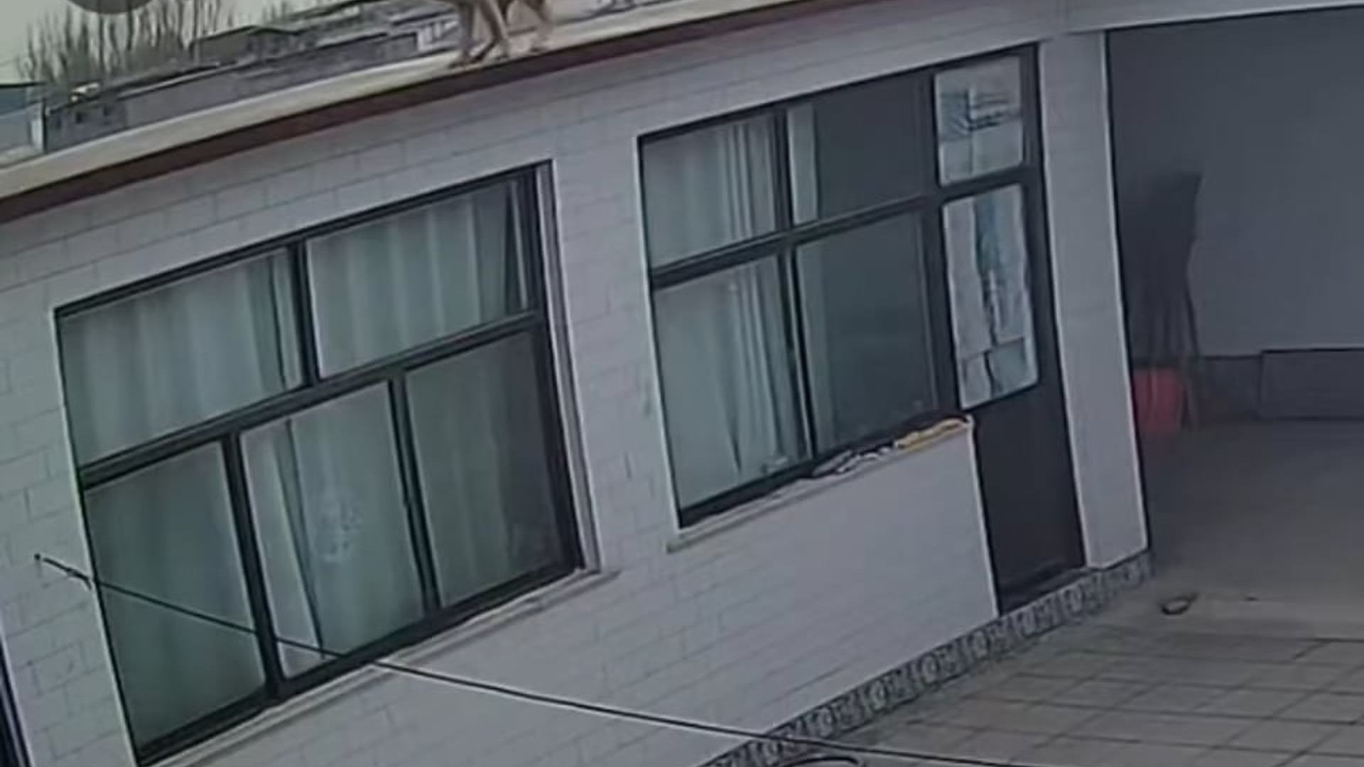 Full Video : N0807001_A lonely duck chose us as its forever family #DuckRescue #AnimalLove #Heartwarming #FYP #Trending