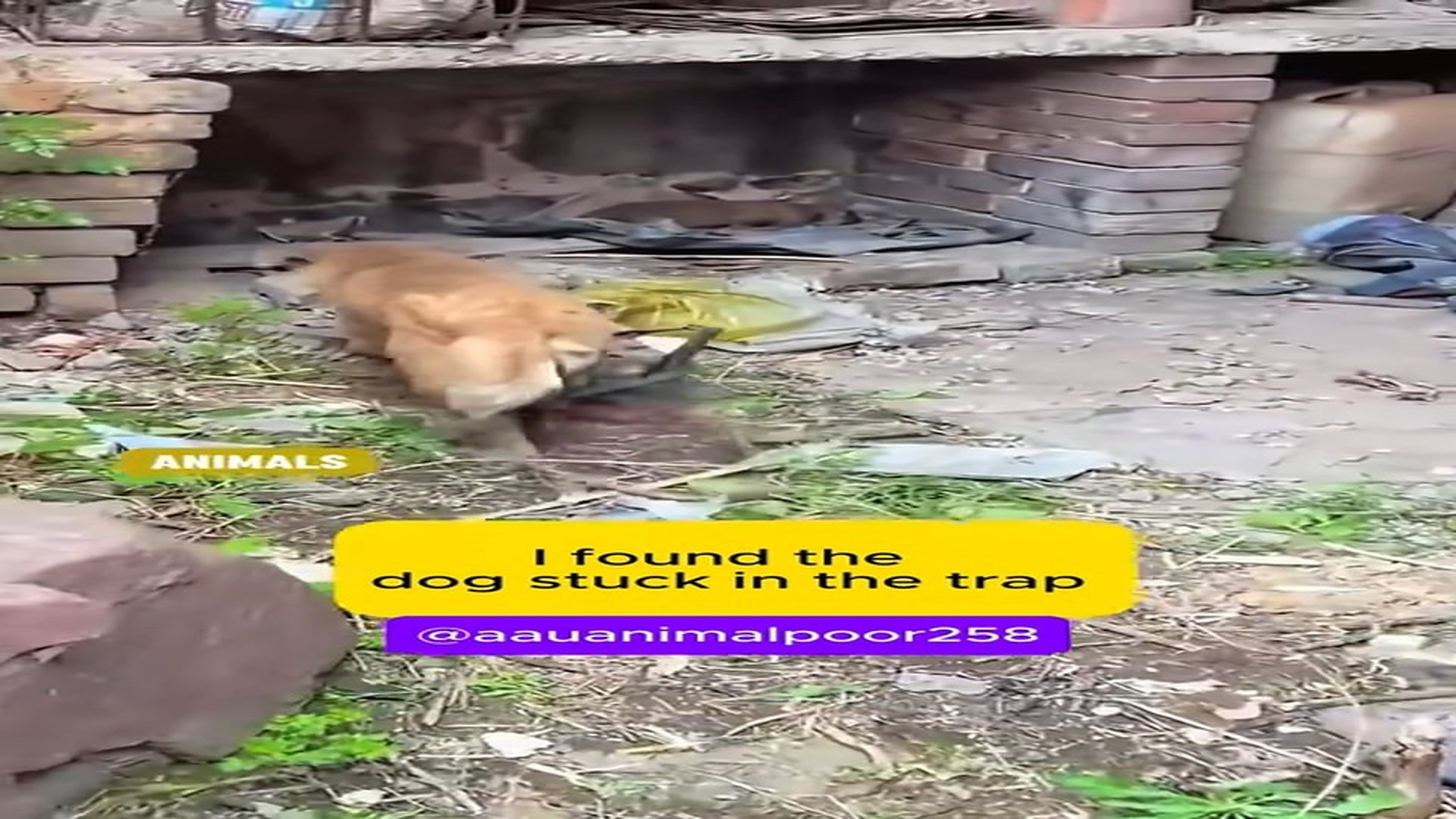 Full Video : N0807020_A mother dog escaped a painful trap #DogRescue #AnimalHero #Hope #Amazing #FYP