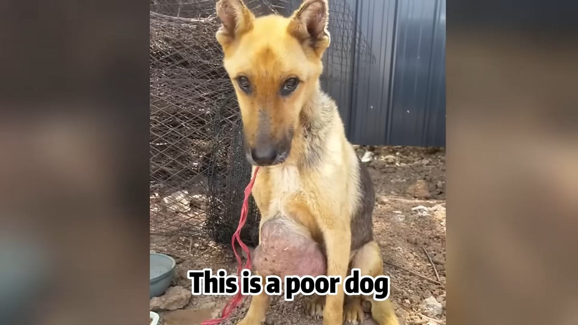 Full Video : N0807021_An abandoned dog with a massive tumor finally got help #DogRescue #Compassion #Hope #ViralVideo #Trending