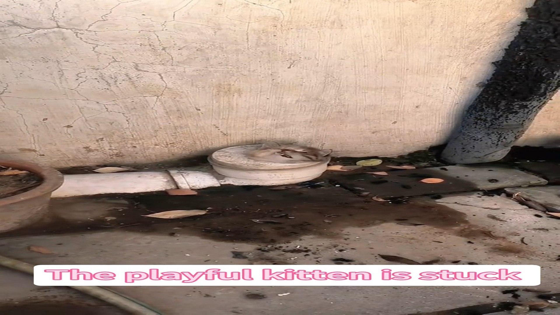 Full Video : N0807027_A worried mother cat refused to leave her trapped kitten #CatRescue #MotherLove #Heartwarming #Viral #PetLove