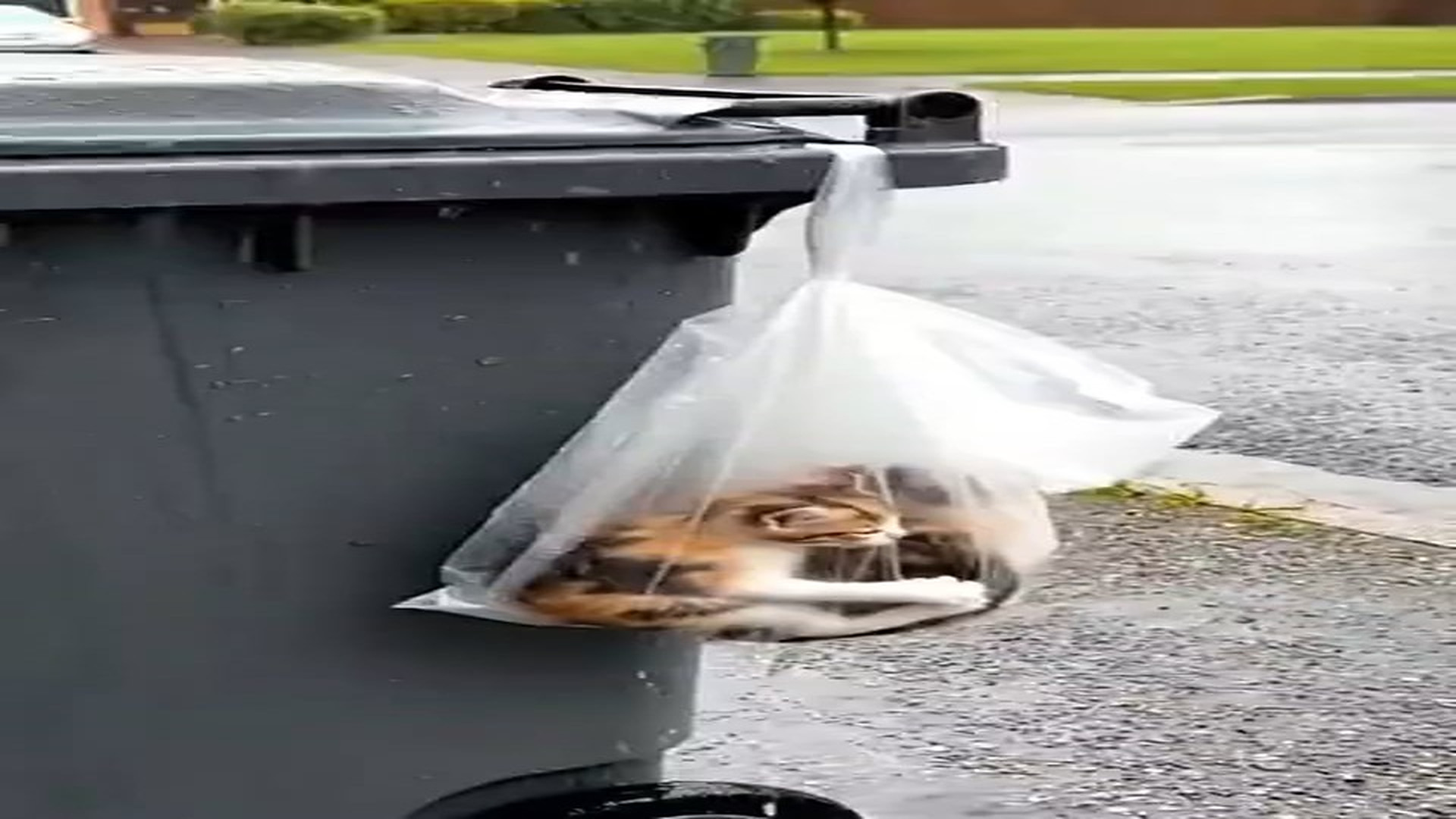 Full Video : N0907015_A touching rescue gave an animal a brand new beginning #AnimalHero #Heartwarming #Hope #TrendingNow #Explore