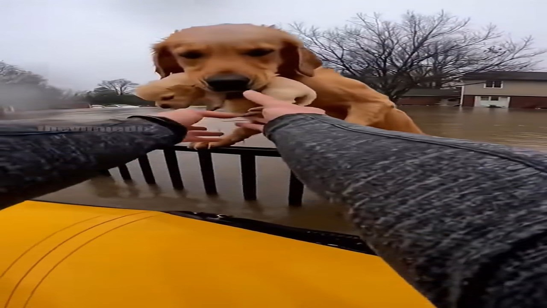 Full Video : N0907016_A mother dog and her puppies were rescued together #DogRescue #PuppyLove #Family #FYP #AnimalCare
