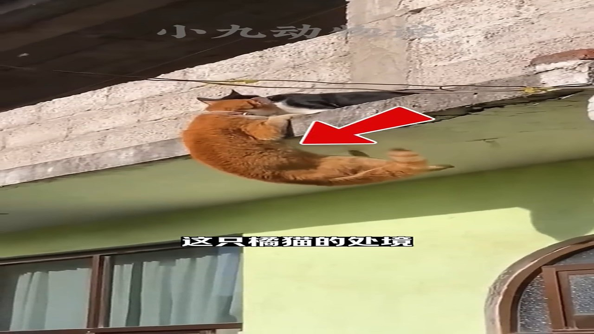 Full Video : N0907018_A weak animal was given another chance to live #SecondChance #AnimalRescue #Hope #Heartwarming #Trending