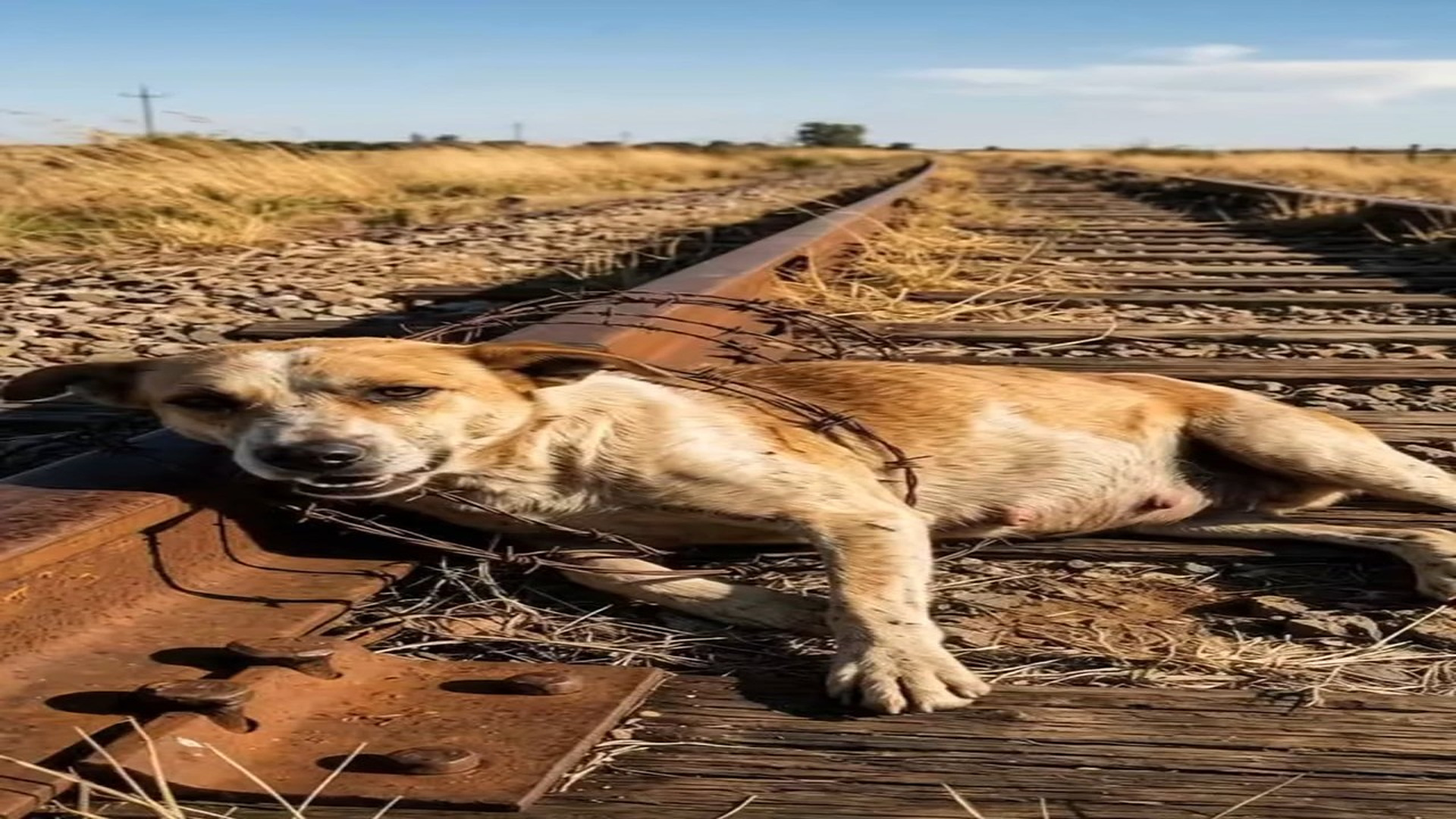 Full Video : N0907029_An abandoned dog carrying a huge tumor never gave up #DogRescue #Hope #AnimalRescue #Viral #Compassion