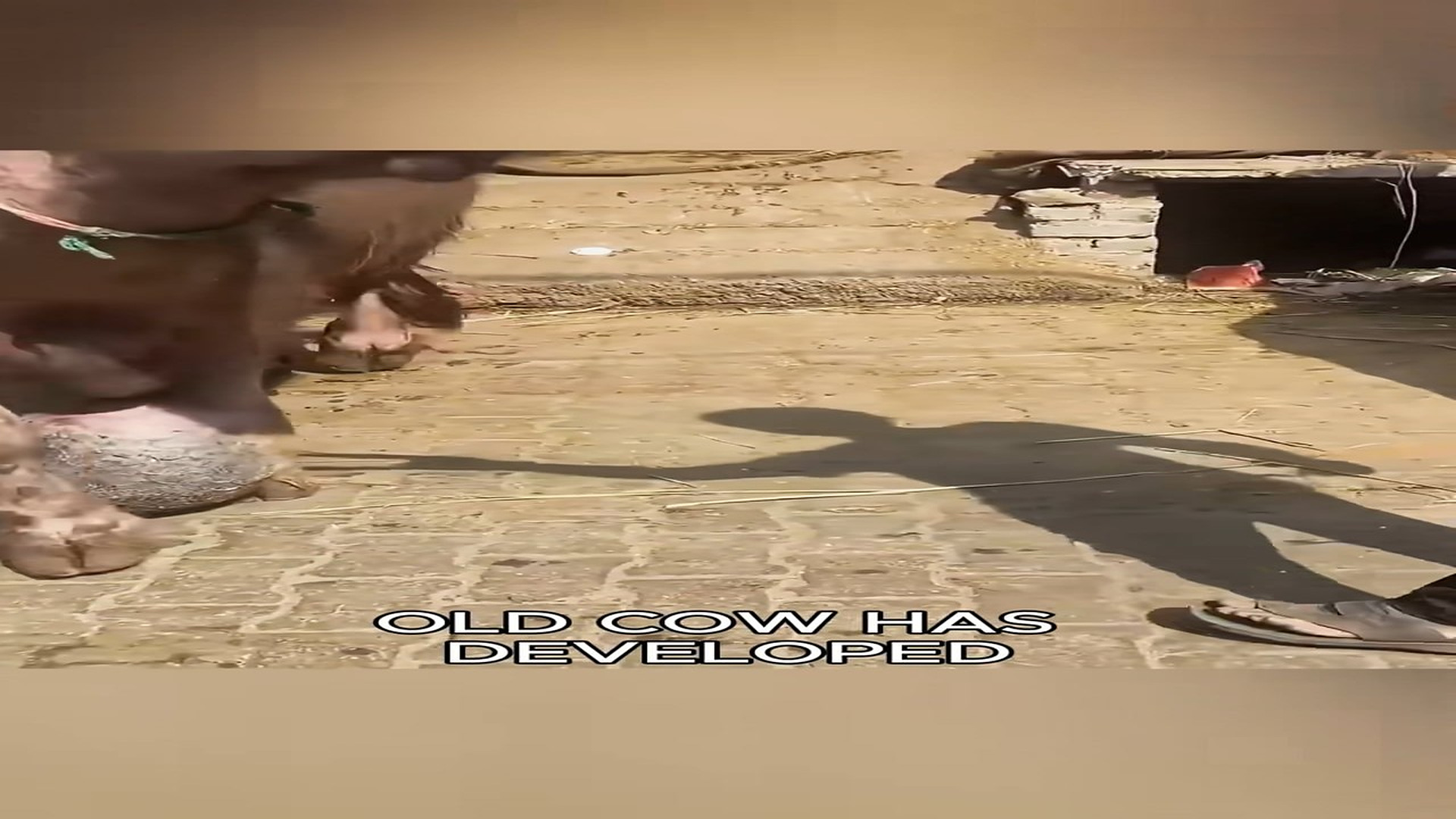 Full Video : N1007004_Injured Wild Animal Given a Second Chance at Life #AnimalRescue #Kindness #Hope