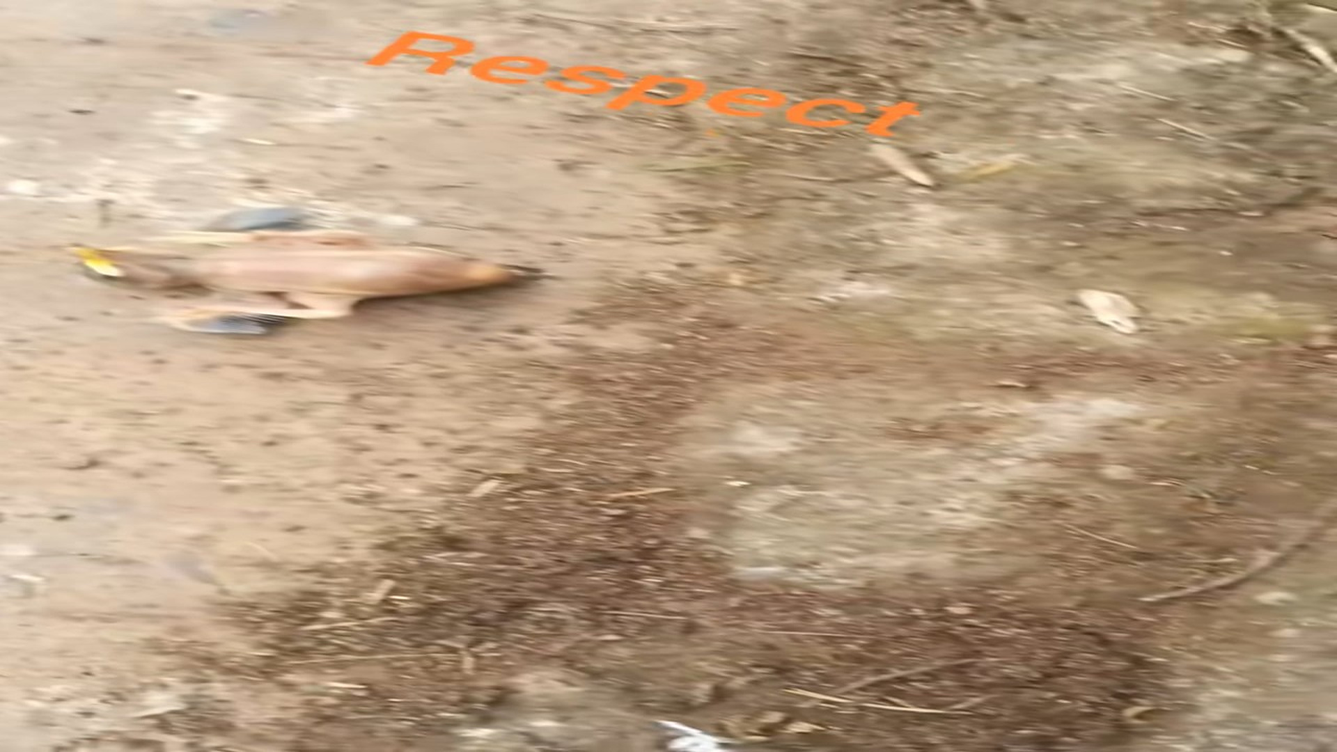 Full Video : N0707027_Baby birds grew strong enough to fly away #BirdLife #Nature #Hope #Heartwarming #FYP