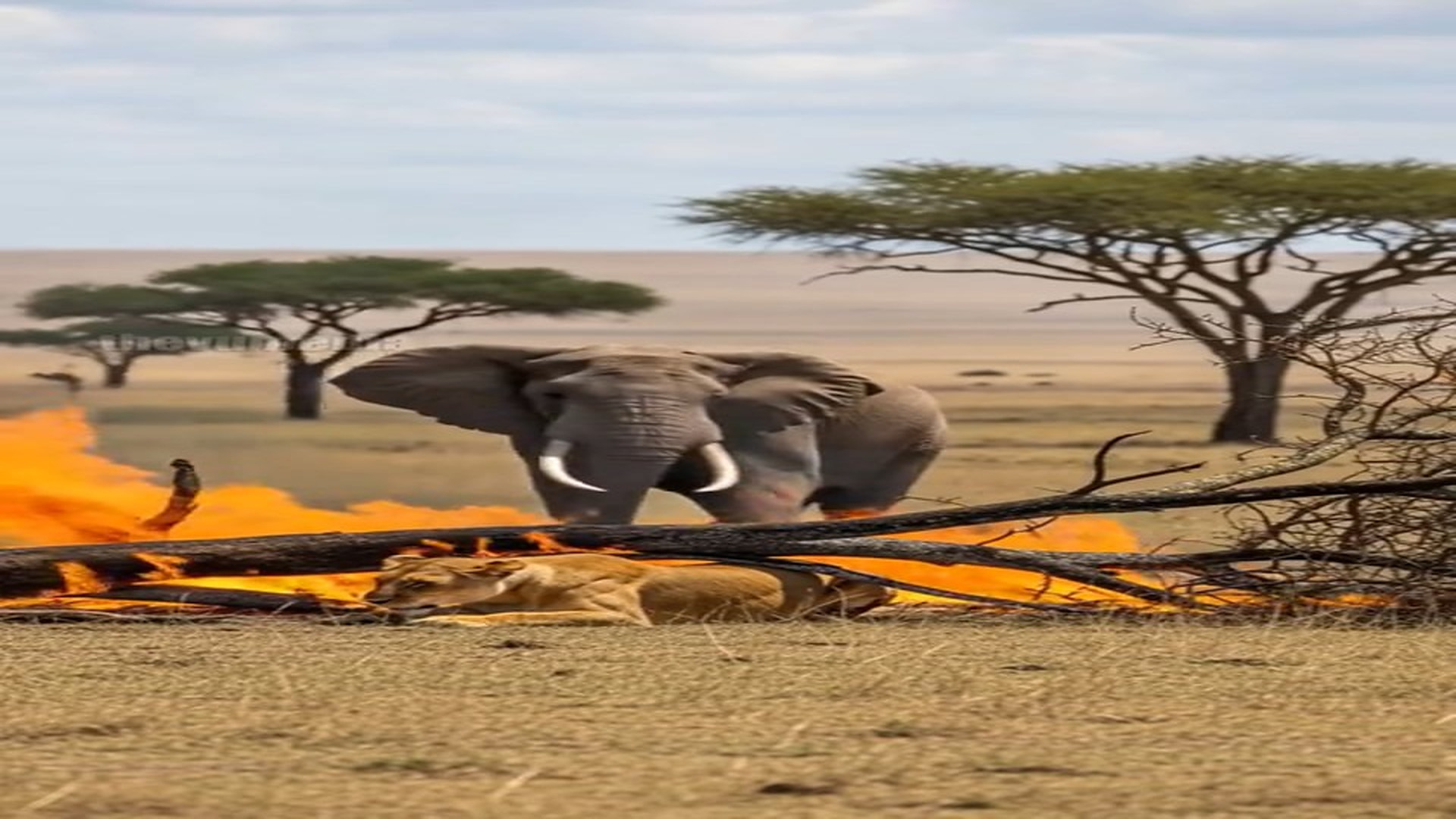 Full Video : N1107024_A Brave Elephant Risked Everything to Save a Lion Cub #Wildlife #Hero #Animals