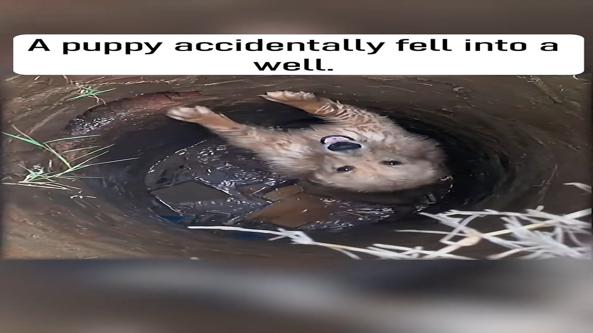 Full Video : N1107009_Tiny Puppy Fell Into a Deep Well Until Someone Heard Its Cries #Dog #Rescue #Miracle