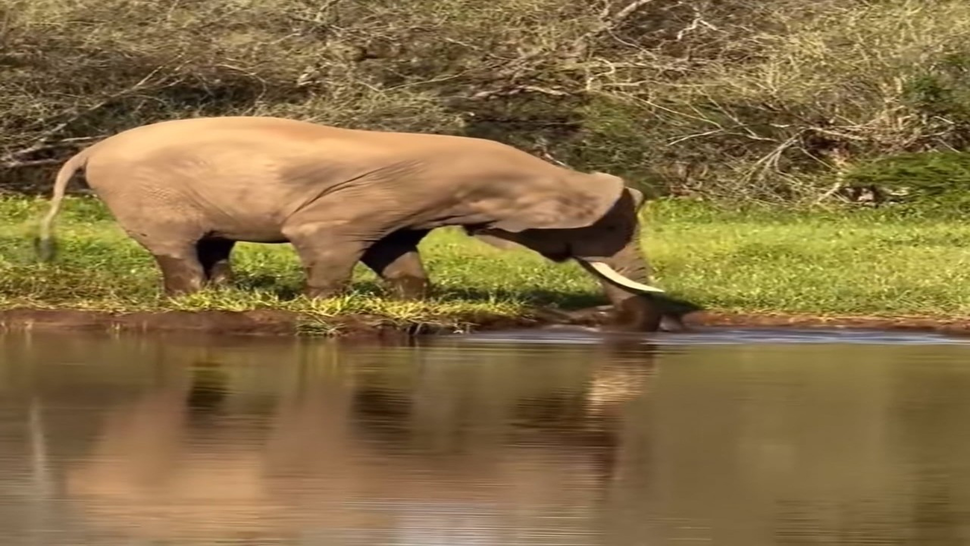 Full Video : N1407026_An Entire Elephant Herd United to Protect One Mother #Elephant #Wildlife #Amazing