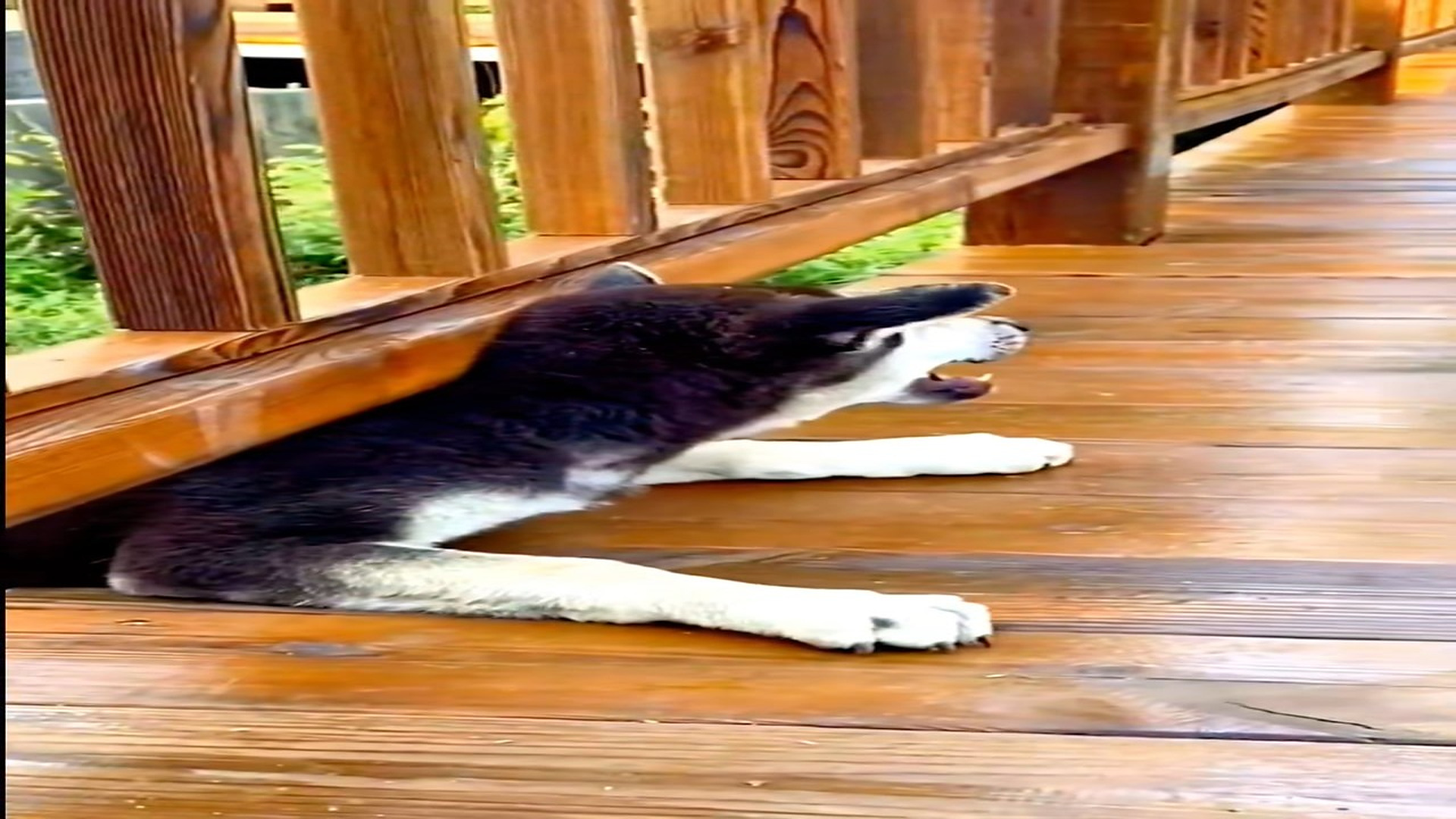 Full Video : N1407033_A Little Dog Hanging From a Bridge Was Saved Just in Time #Dog #Rescue #Miracle