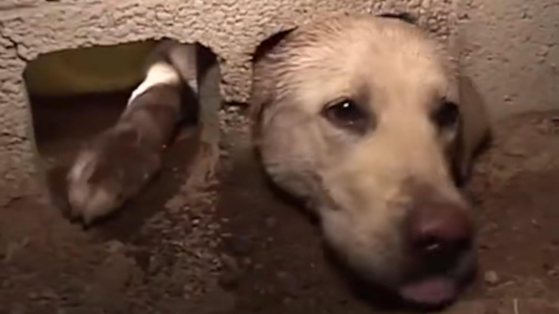 Full Video : N2008010_Rescuers Worked In The Dark To Free This Trapped Dog #DogRescue #AnimalRescue #Hope