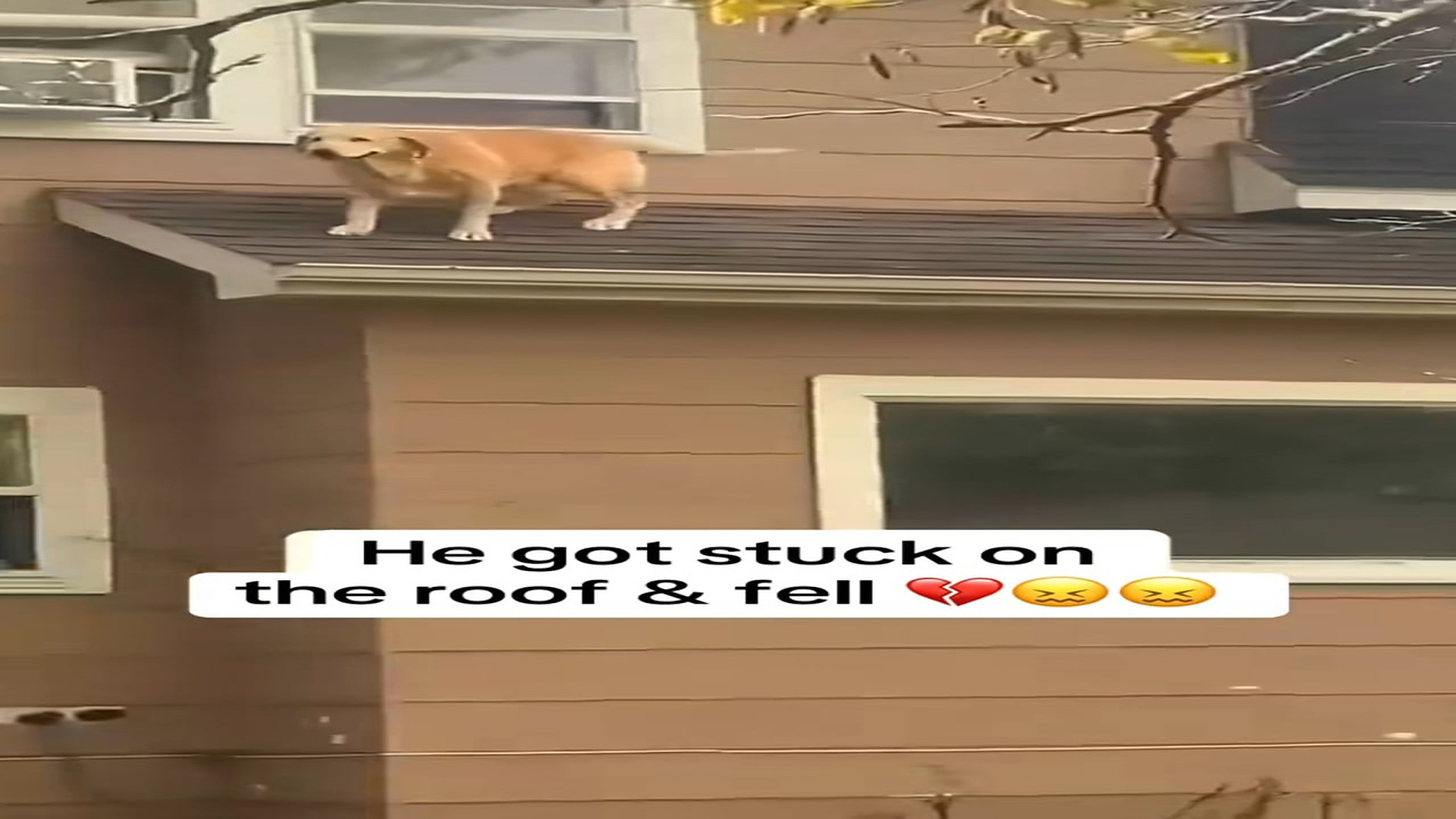 Full Video : N2008012_Dog Fell From A Roof And Needed Help #DogRescue #AnimalRescue #Help