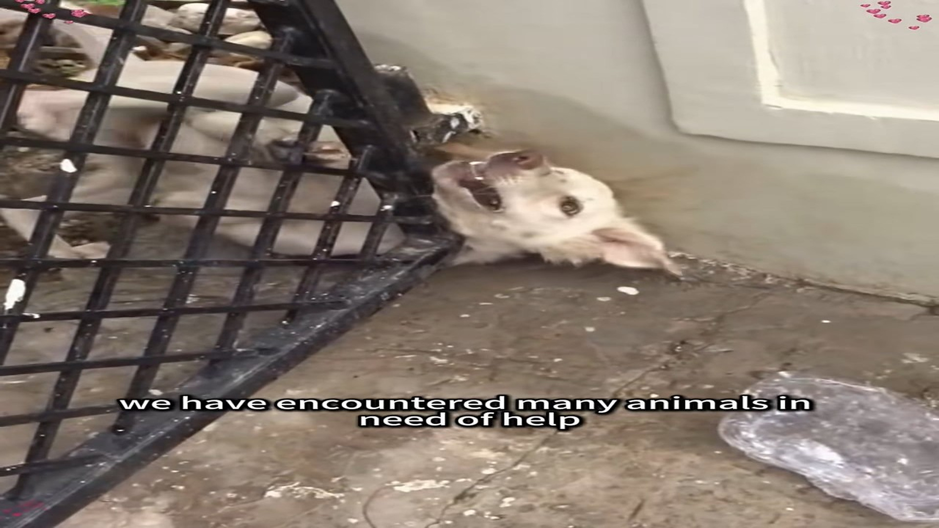 Full Video : N2008024_Several Stray Dogs Were Trapped And Needed Rescue #DogRescue #AnimalRescue #Help