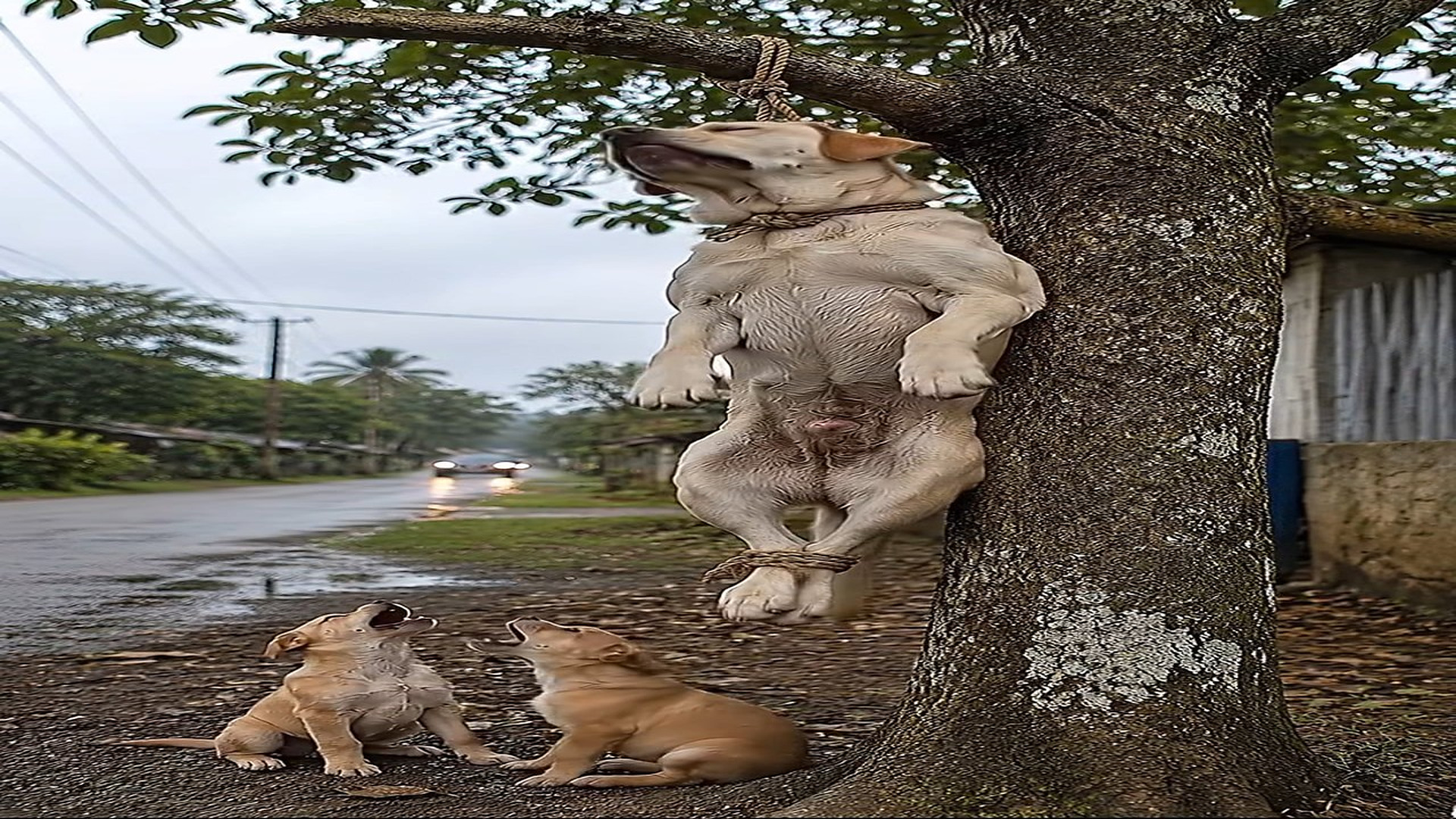 Full Video : N2008027_Mother Dog Left Hanging While Her Puppies Waited Below #DogRescue #MotherLove #AnimalRescue