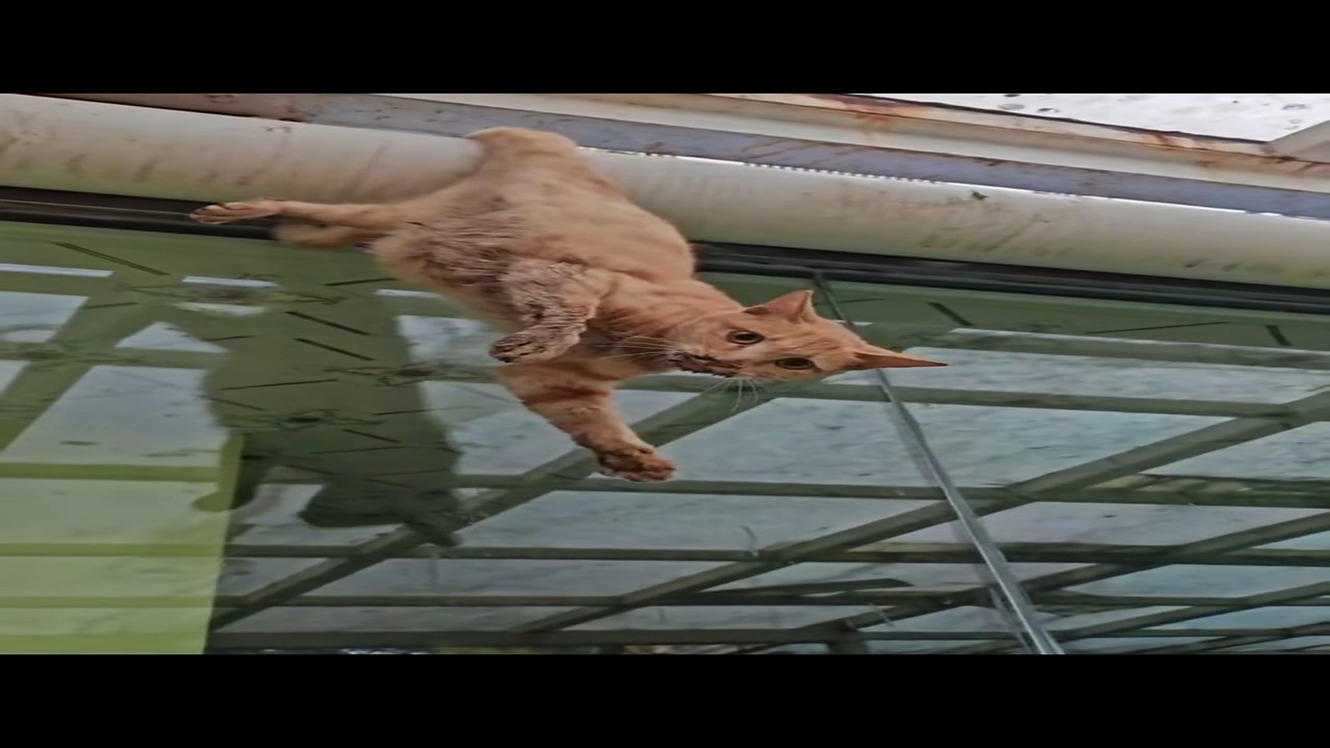 Full Video : N2008032_A Tiny Cat Was Waiting For Someone To Save It #CatRescue #AnimalRescue #Kindness
