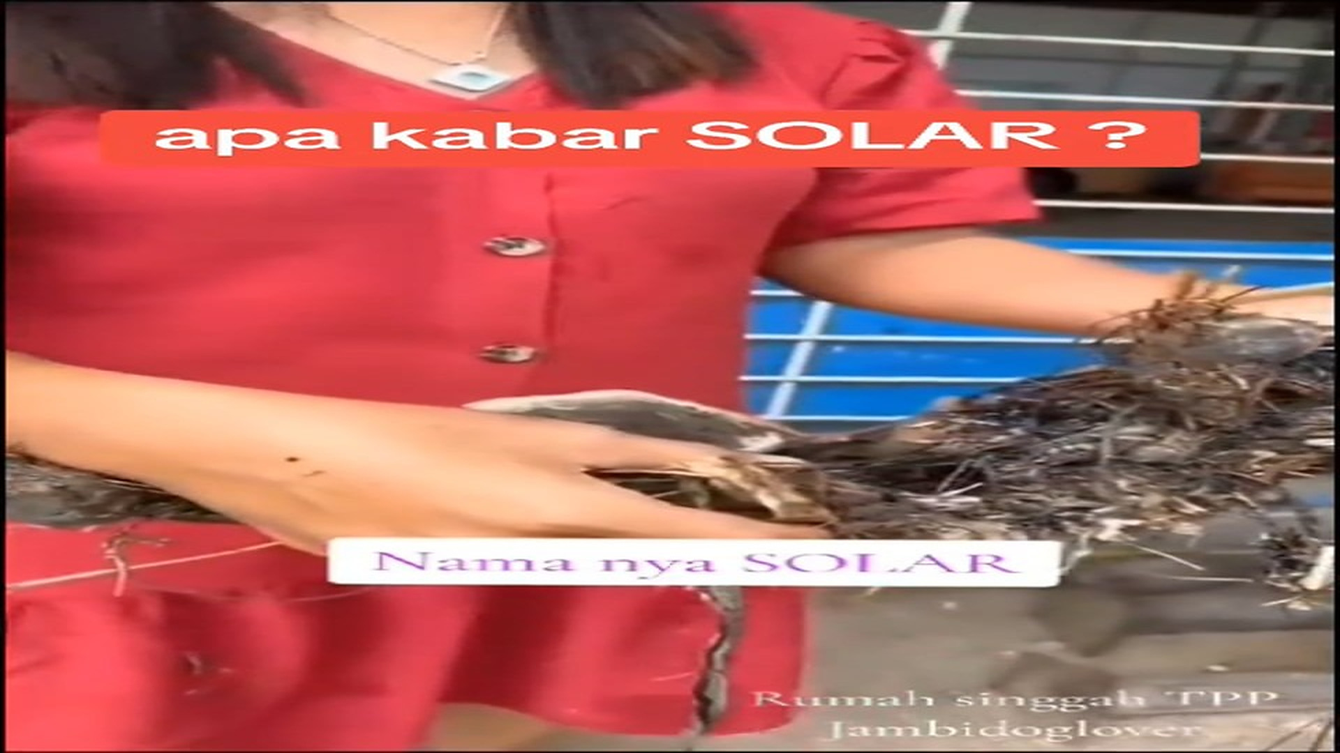 Full Video : N2108002_Seeing Them Happy Again Makes Every Rescue Worth It #animalrescue #saveanimals