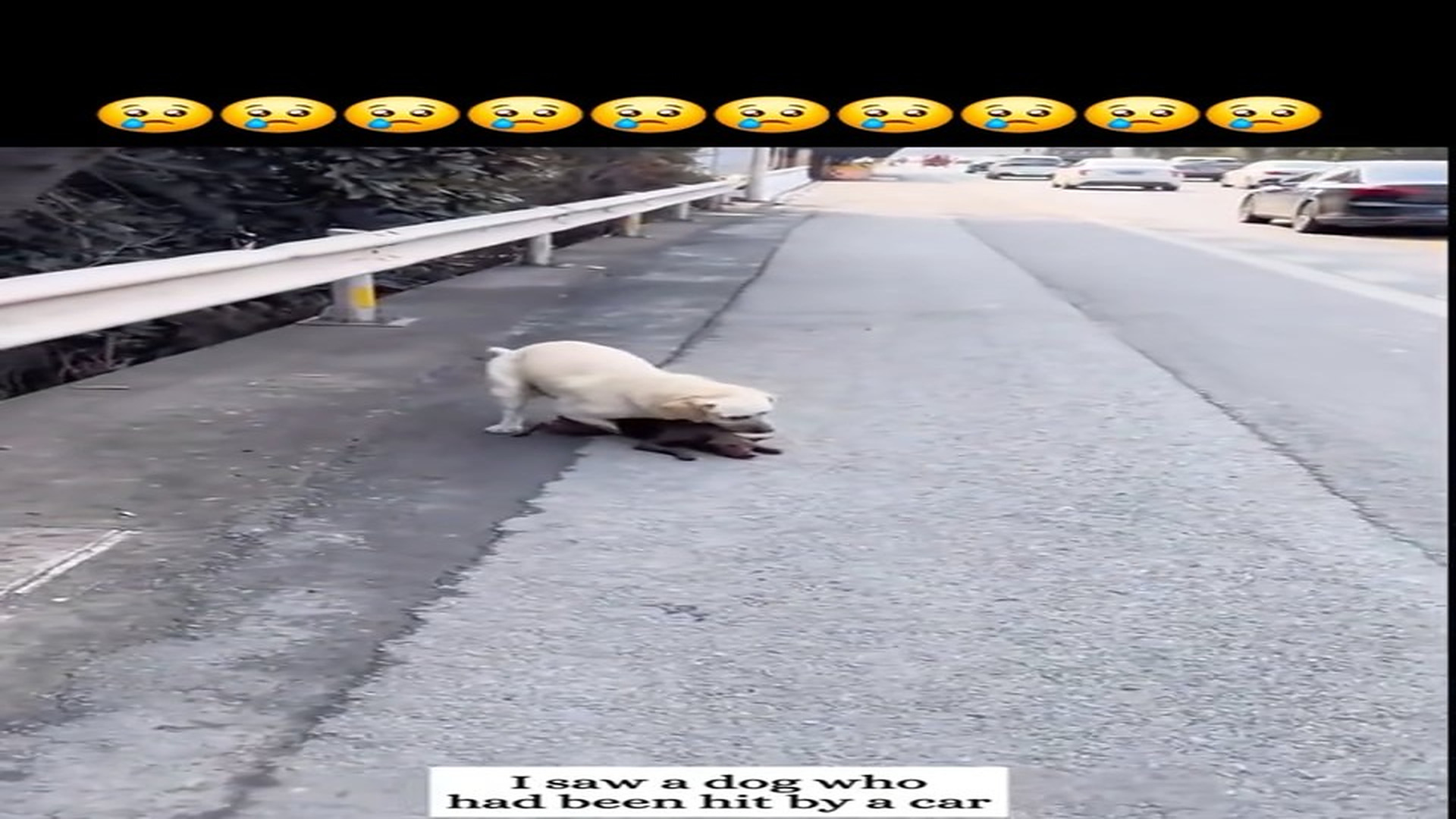 Full Video : N2108005_Abandoned Dog Stayed In The Same Place Hoping Someone Would Come #dogrescue #helpanimals