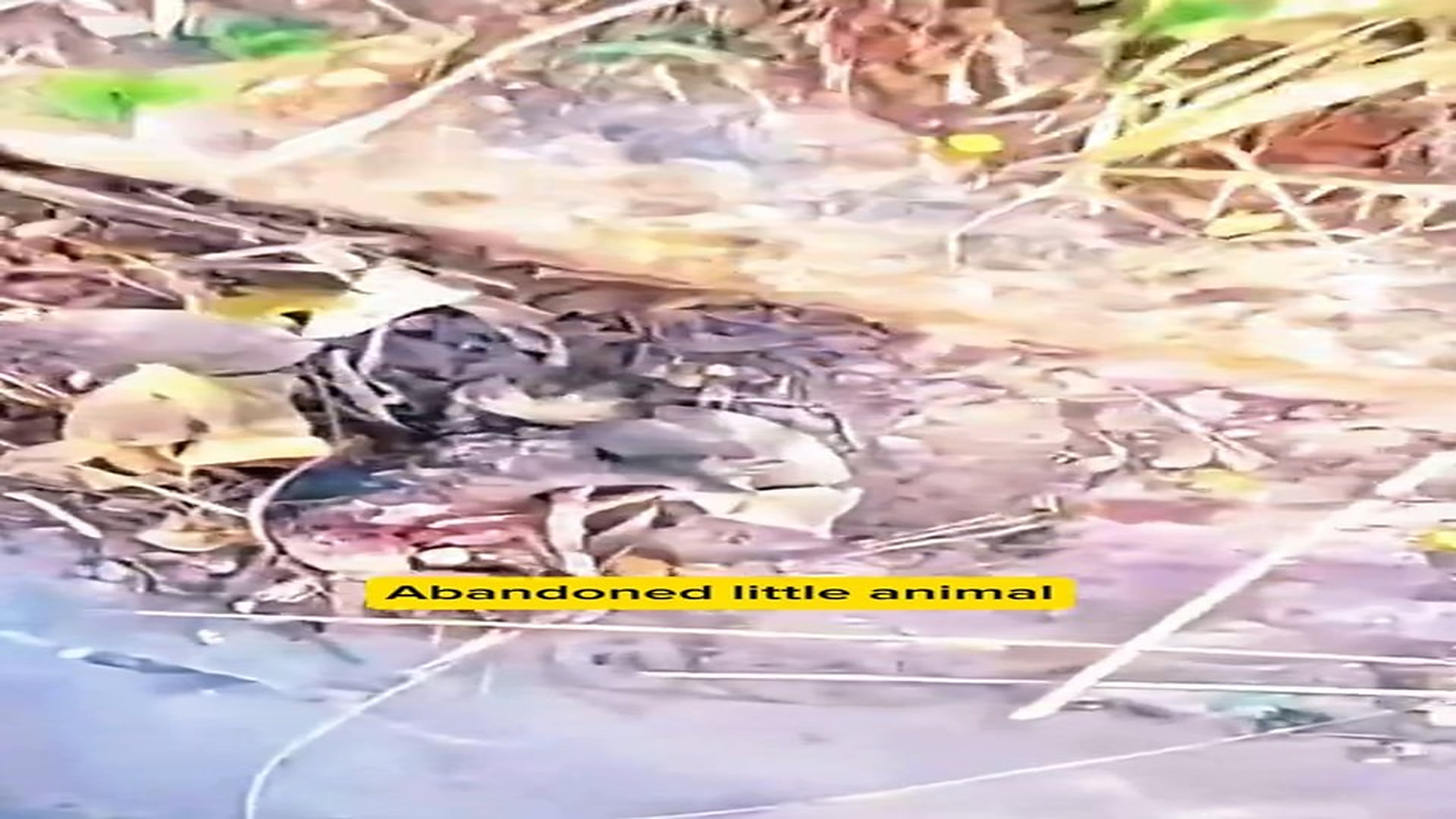 Full Video : N2108021_Abandoned Little Animal Waited Quietly For Help #animalrescue #saveanimals