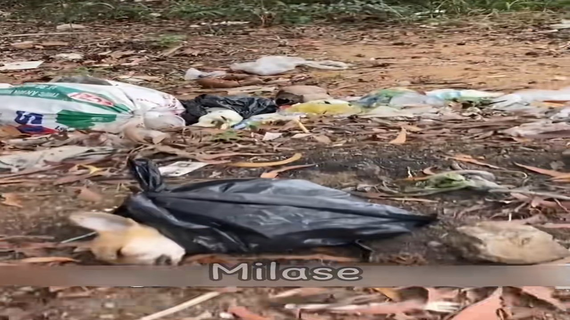 Full Video : N2408017_Abandoned Sick Puppy Waits Alone For Someone To Save It #PuppyRescue #AnimalRescue #SecondChance