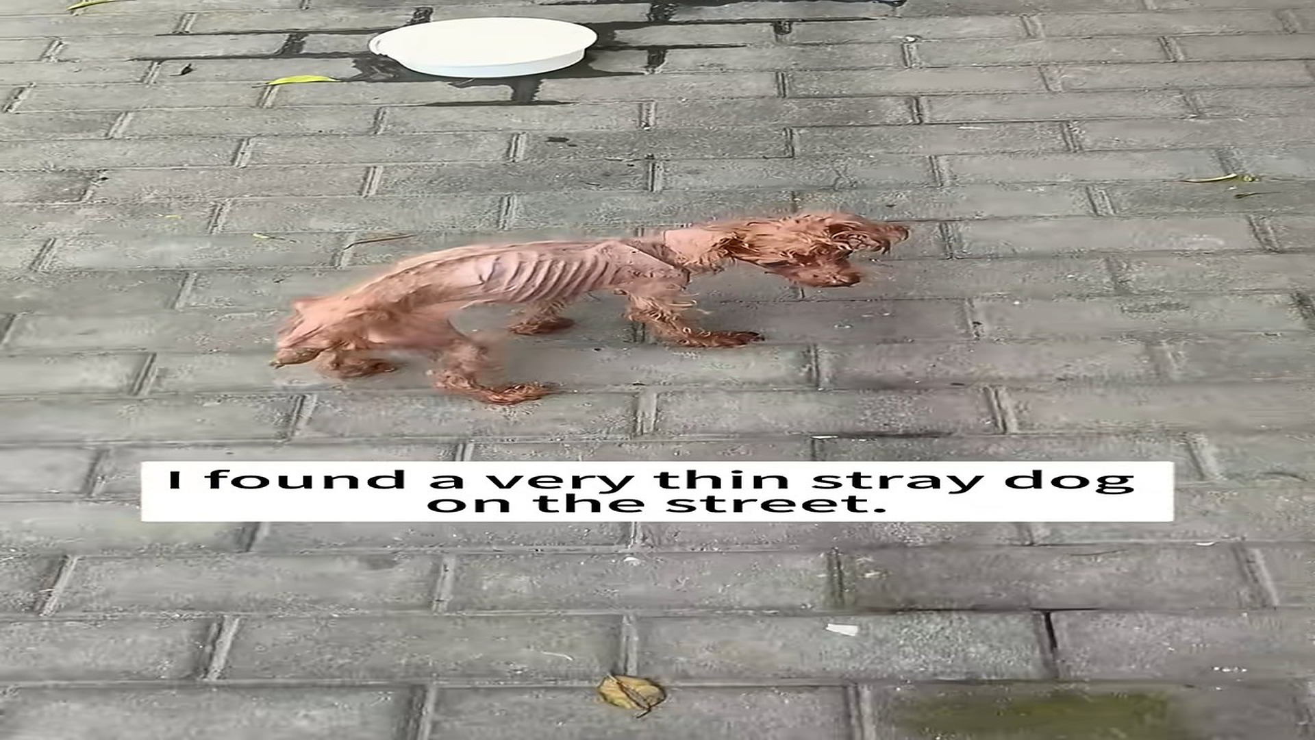 Full Video : N2408005_Stray Dog Found Alone And Desperate For Help #DogRescue #AnimalRescue #Rescue