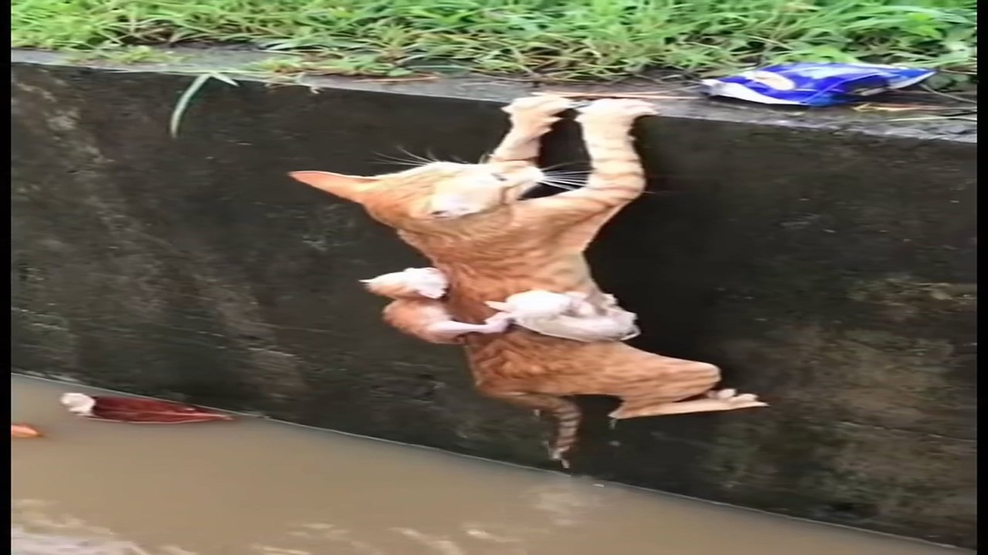 Full Video : N2908021_Behind Every Rescue Story There Are Real Animals Suffering Today #RescueAnimals #Viral