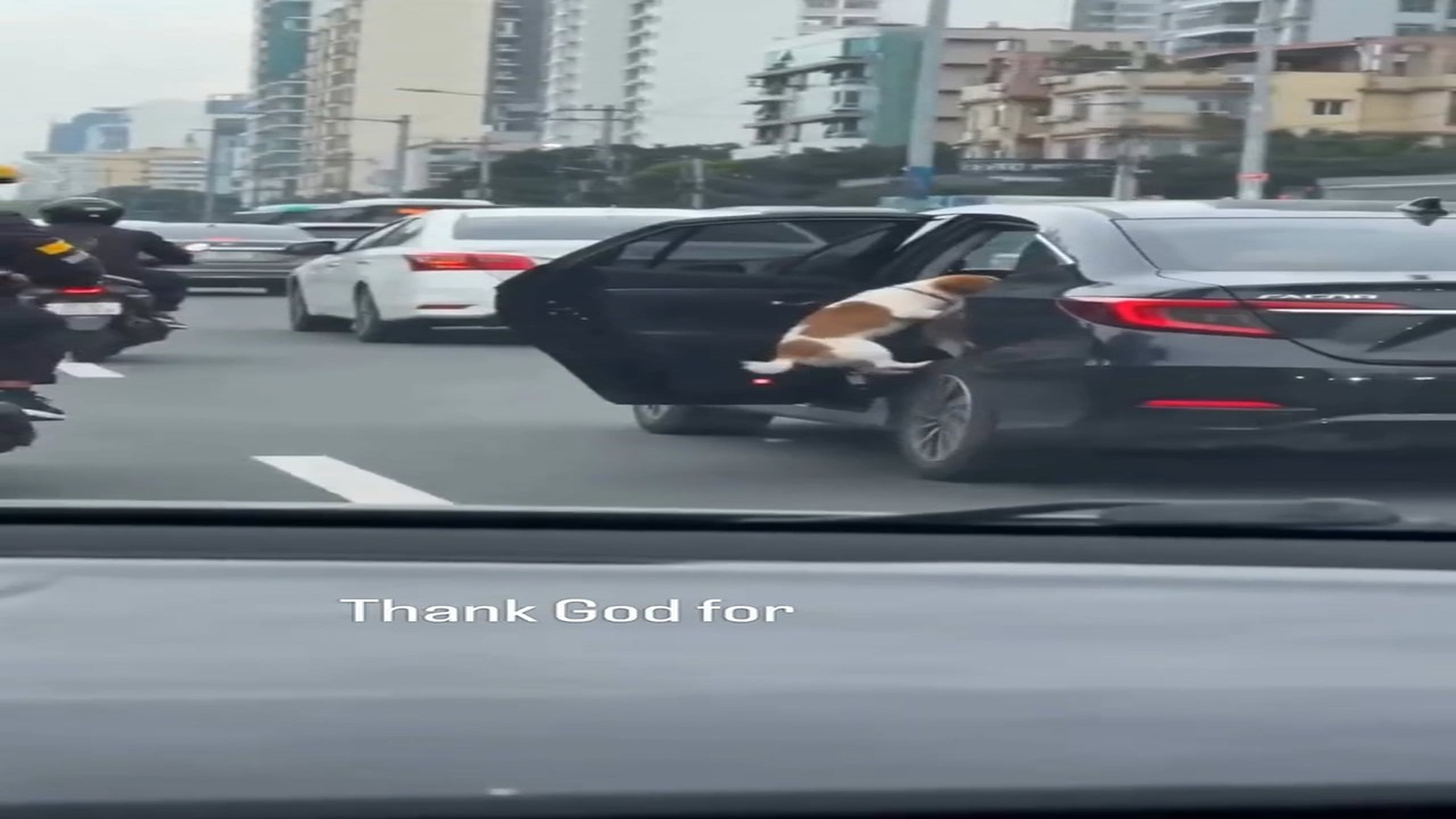 Full Video : N2908026_A Biker Became a Hero in Just a Few Seconds #RescueAnimals #Viral
