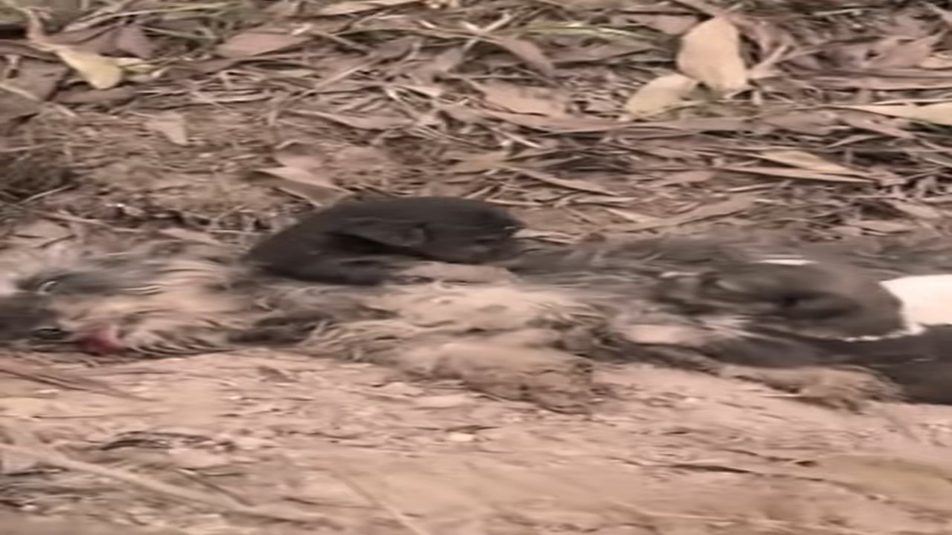 Full Video : N1008004_A Mother Dog And Her Puppies Survived An Incredible Miracle #DogRescue #Hope #AnimalRescue