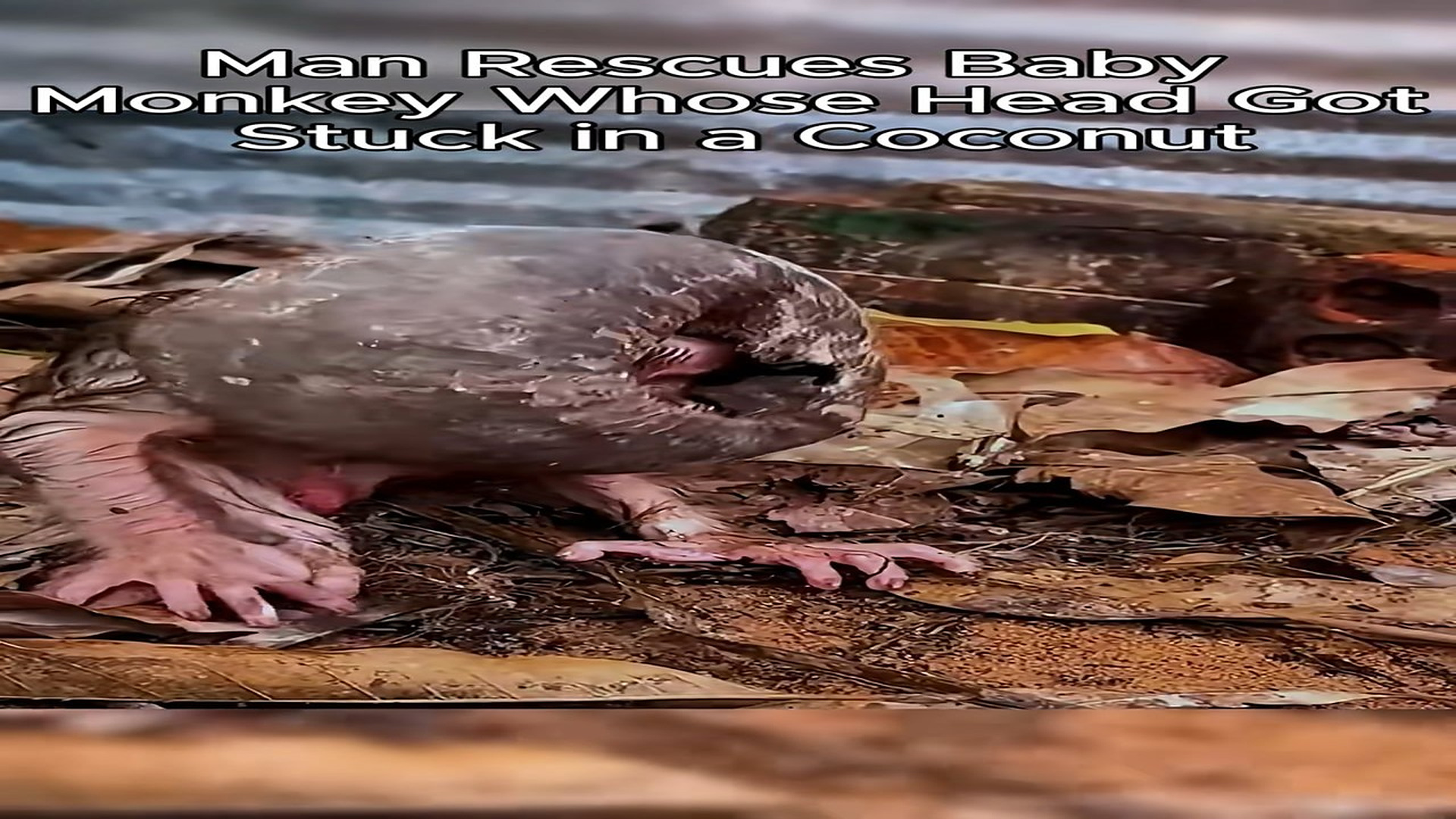 Full Video : N0709006_A Baby Monkey Got Its Head Stuck in a Coconut Until a Man Saved It #Monkey #Viral