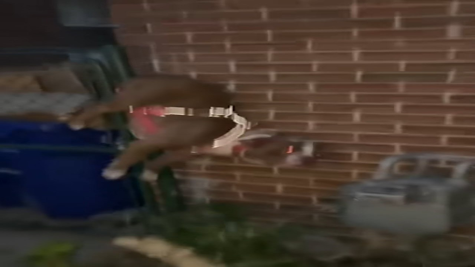 Full Video : N0709008_This Dog Was Crying for Help While Trapped With No Escape #RescueDog #Viral