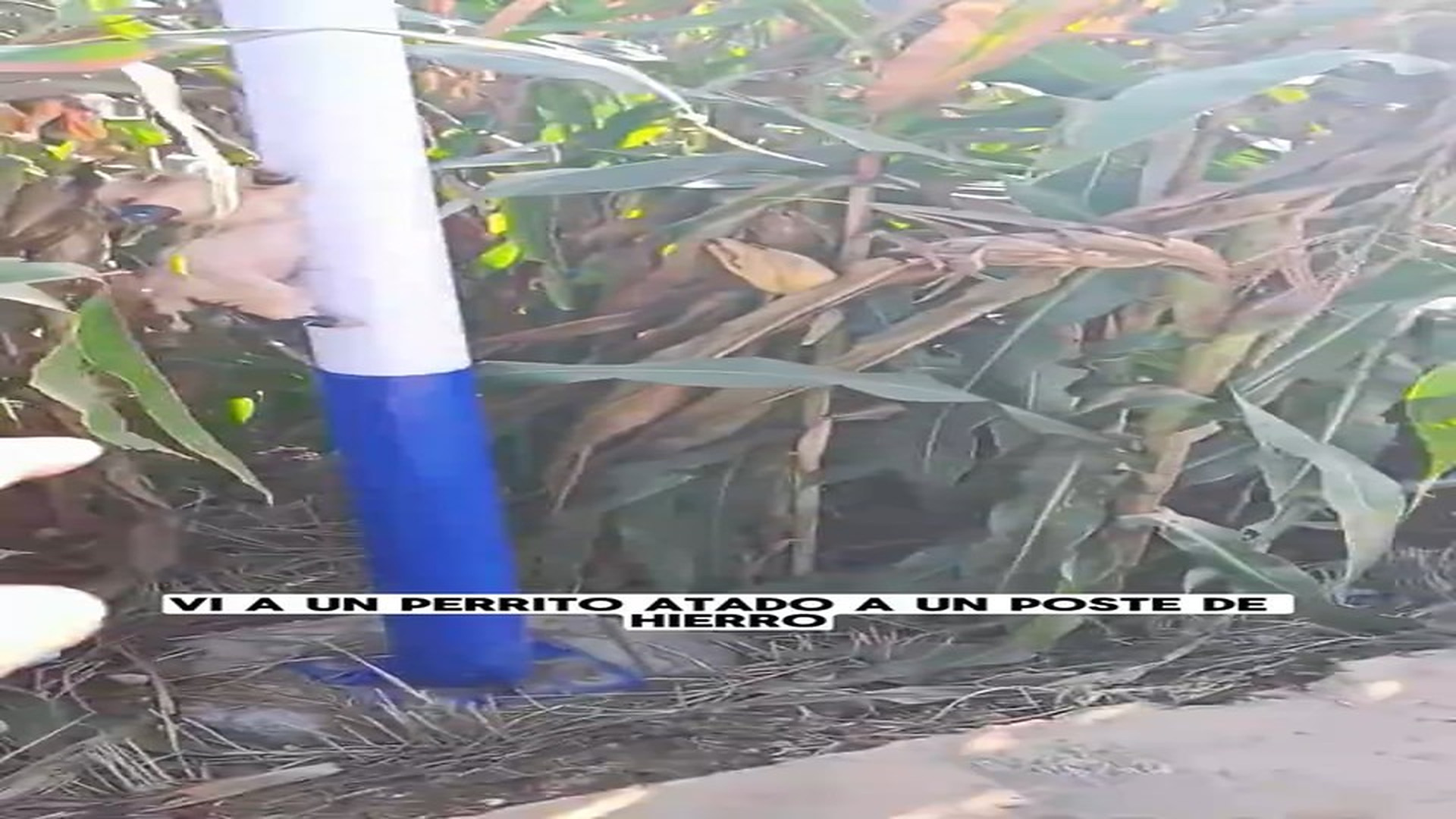 Full Video : N0709010_Dog Was Tied To Pole And Left Alone #dogrescue #animalrescue