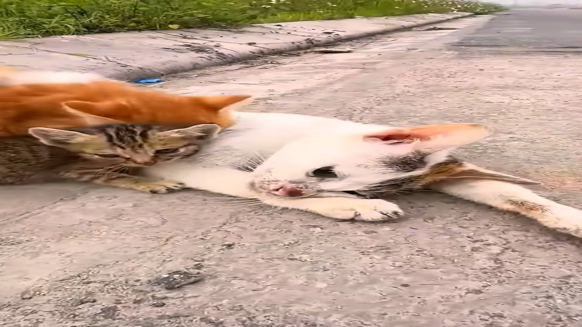 Full Video : N0809030_A Miracle Rescue Saves A Mother Cat And Her Three Adorable Kittens #CatRescue #KittenRescue #MiracleRescue