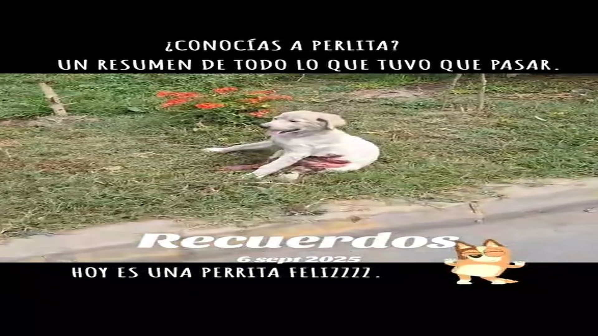 Full Video : N0909004_This Injured Dog Was Waiting For Someone To Help #DogRescue #AnimalRescue #SaveDogs