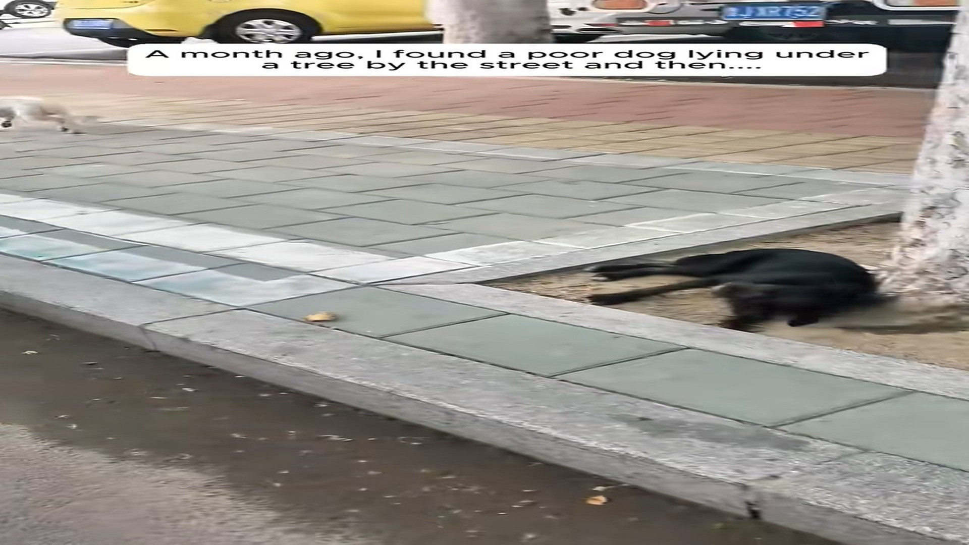 Full Video : N0909008_I Found A Poor Dog Lying Under A Tree And Then Everything Changed #DogRescue #AnimalRescue #RescueStory