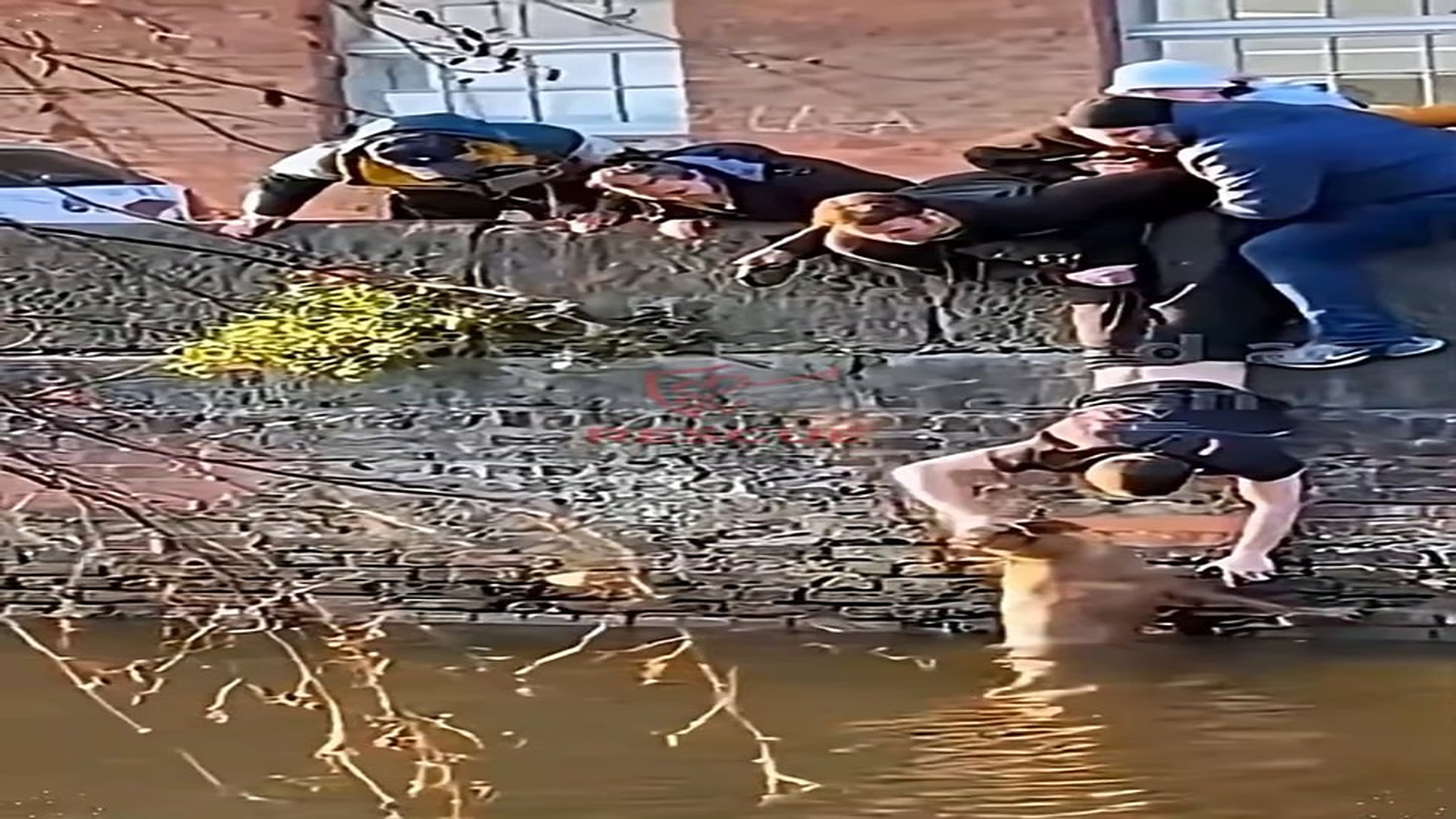 Full Video : N0909041_Strangers United To Save A Dog From The Water #DogRescue #AnimalRescue #HeroicRescue
