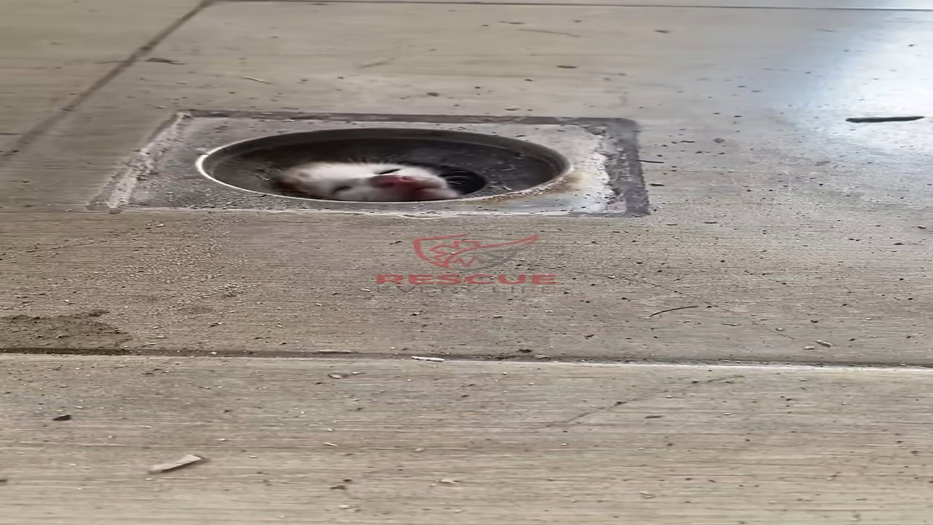 Full Video : N0909042_Kitten Trapped Inside A Drain Pipe Finally Gets Rescued #KittenRescue #CatRescue #UrgentRescue