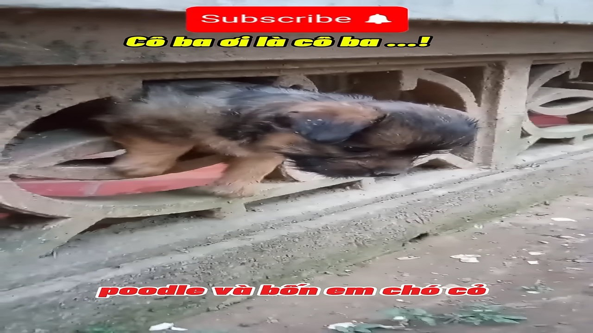 Full Video : N0909046_Cute Baby Dog Trapped And Waiting To Be Saved #DogRescue #AnimalRescue #Heartwarming