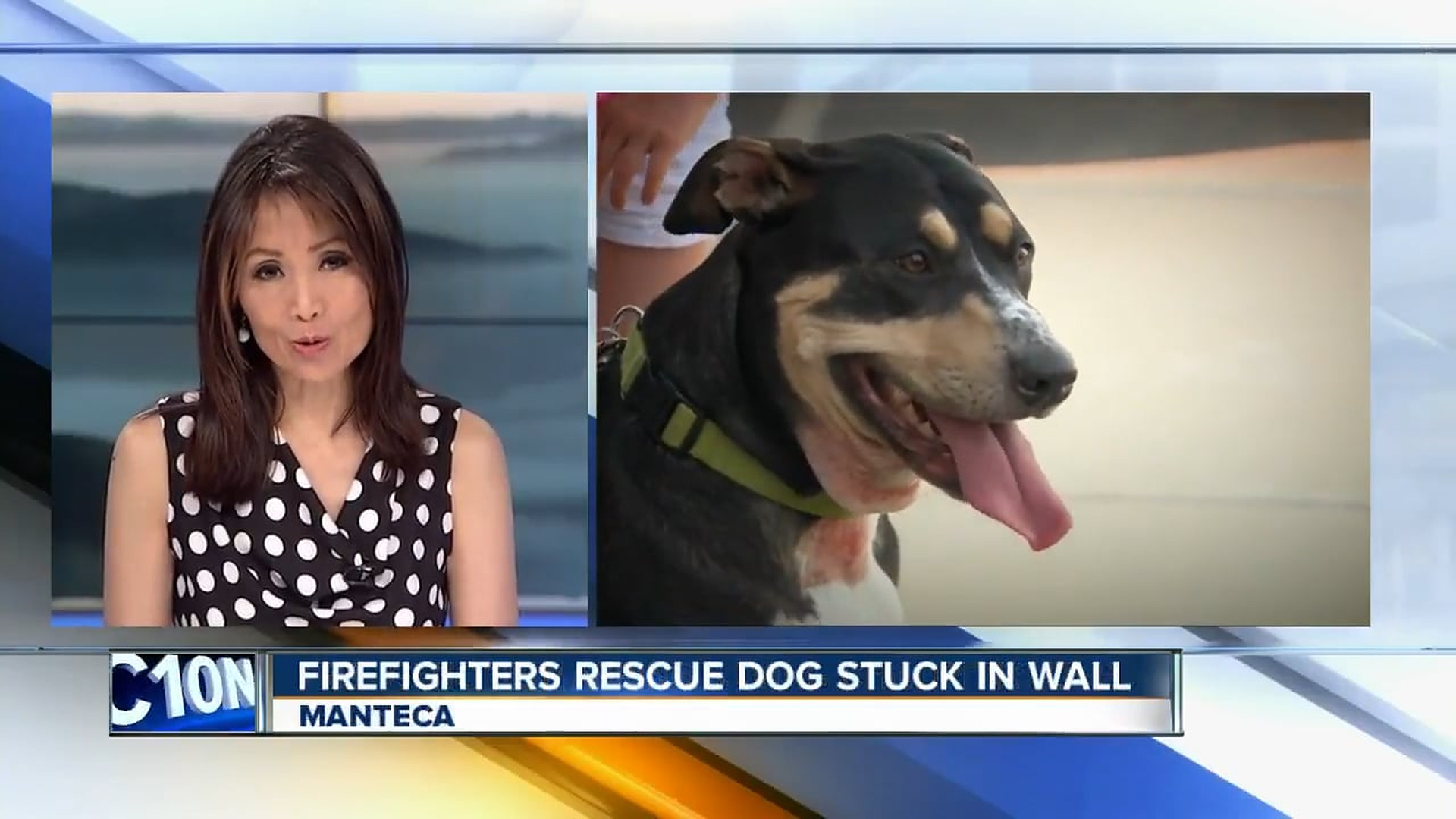 Full Video : N1009018_Firefighters Rescue A Dog Trapped Inside A Wall #DogRescue #FirefighterRescue #HeroicRescue