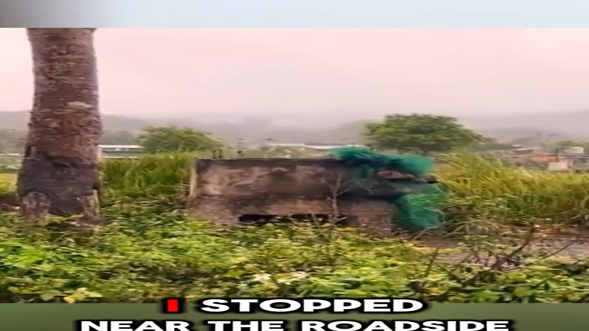 Full Video : N1009027_Poor Puppies Found Trapped In A Net By The Road Needed Saving #PuppyRescue #DogRescue #UrgentRescue