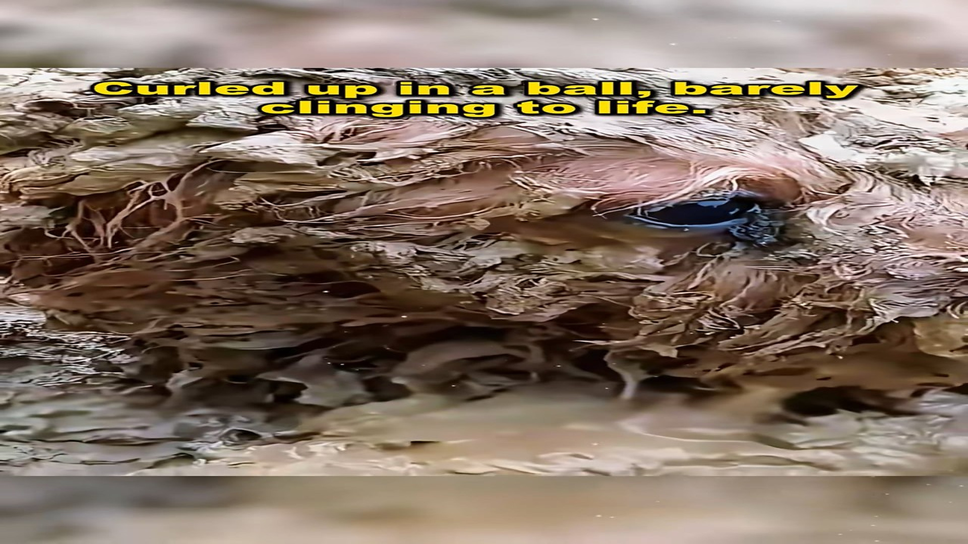 Full Video : N1009049_dog fell into car was covered dirt couldn move...
