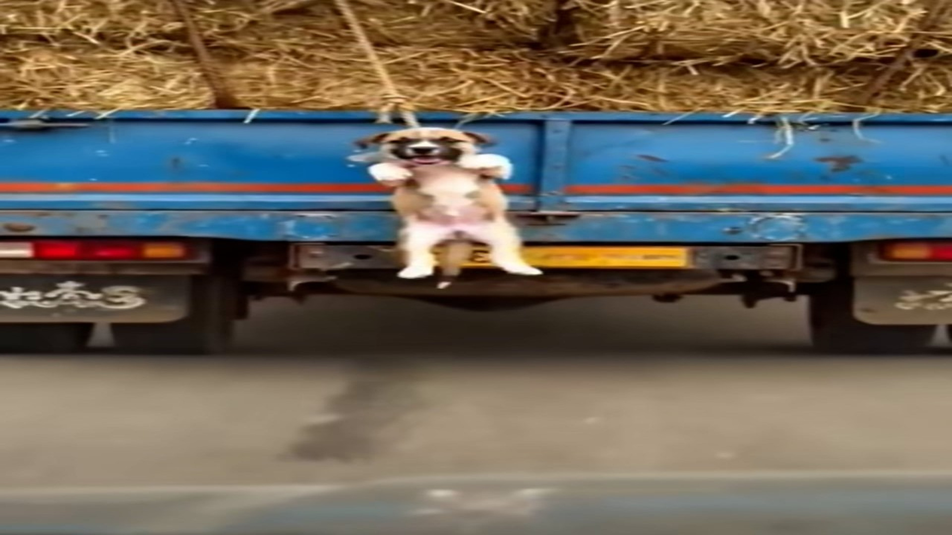 Full Video : N1409023_These Tiny Dogs Were Far Too Vulnerable To Face Danger Alone #DogRescue #AnimalRescue #Heartbreaking