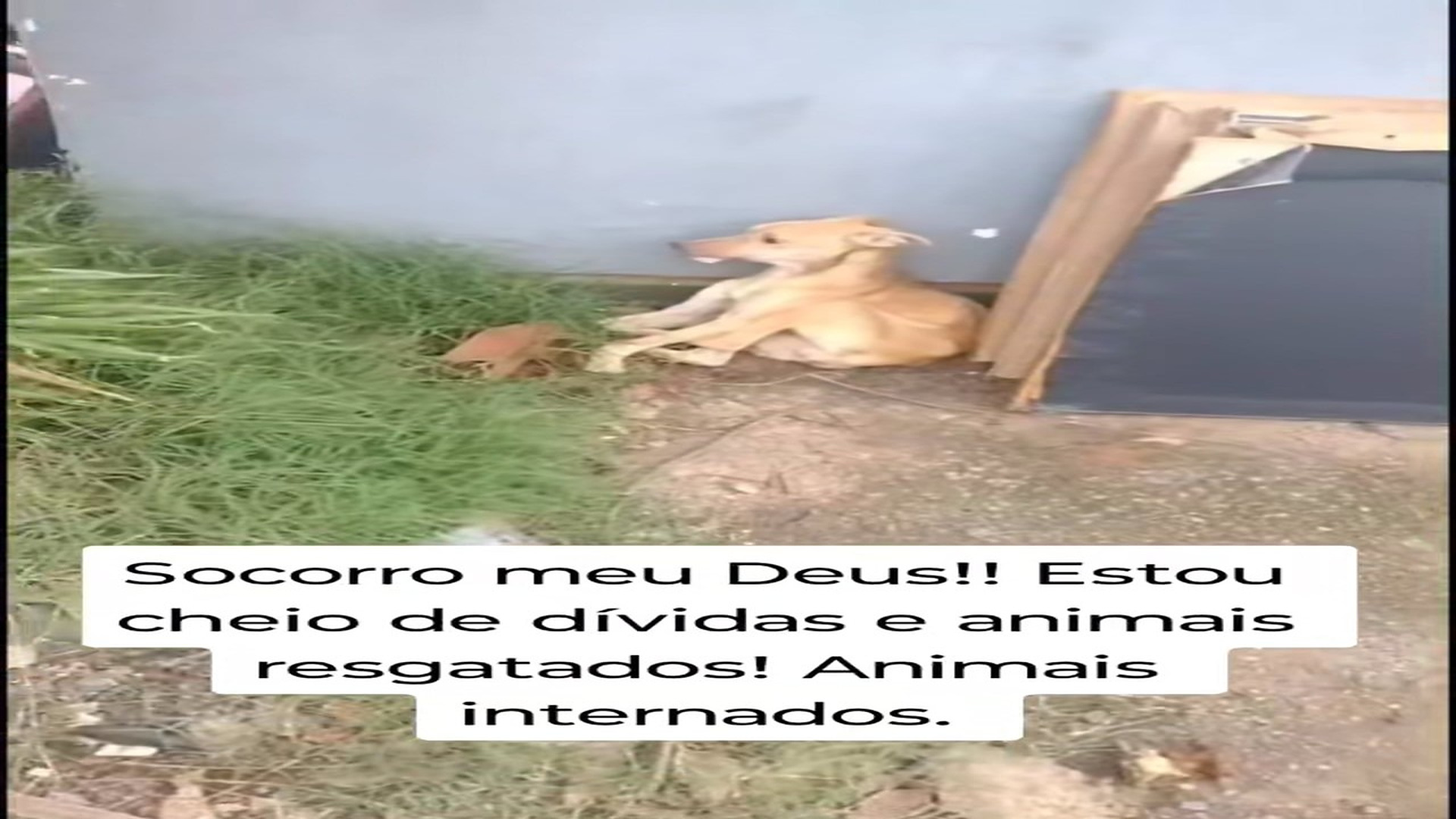 Full Video : N1509019_This Poor Puppy Desperately Needed Someone To Help #PuppyRescue #DogRescue #AnimalRescue
