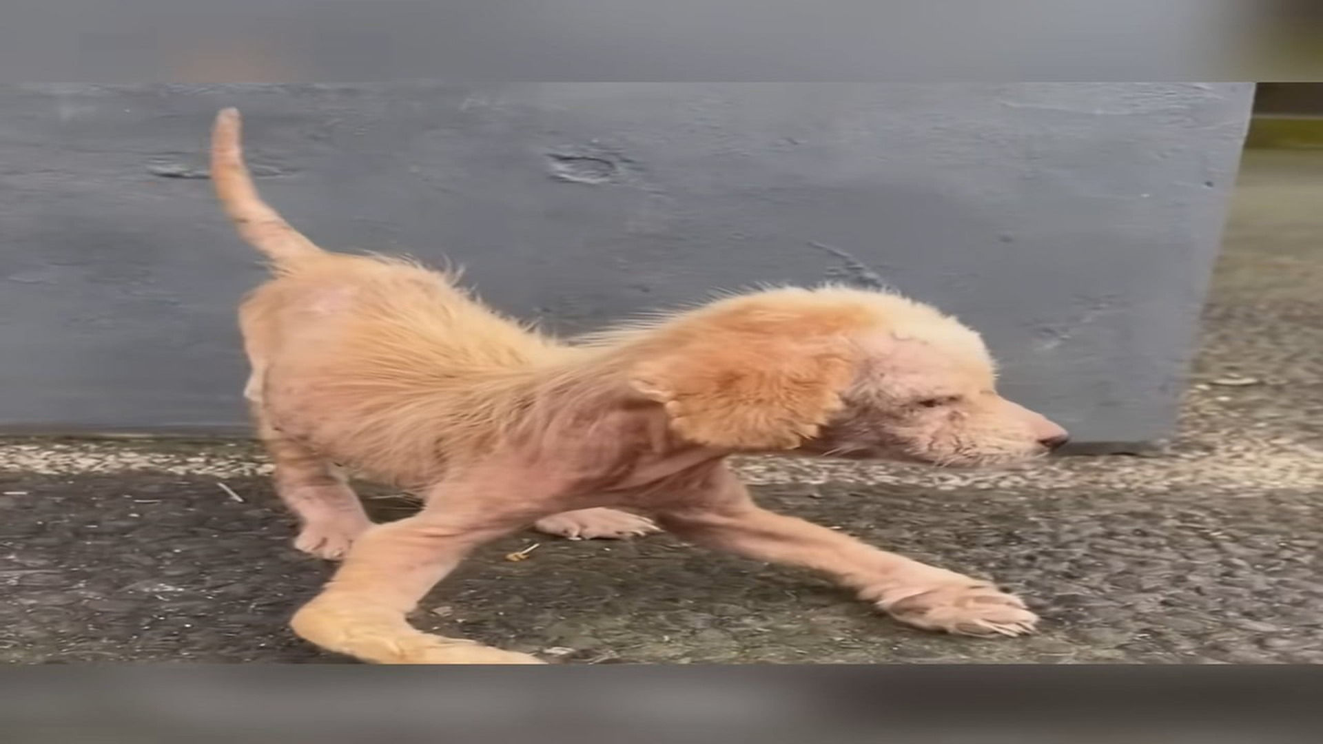 Full Video : N1509025_Starving Puppy Chased A Man Begging For Help And Finally Got Saved #PuppyRescue #DogRescue #SecondChance