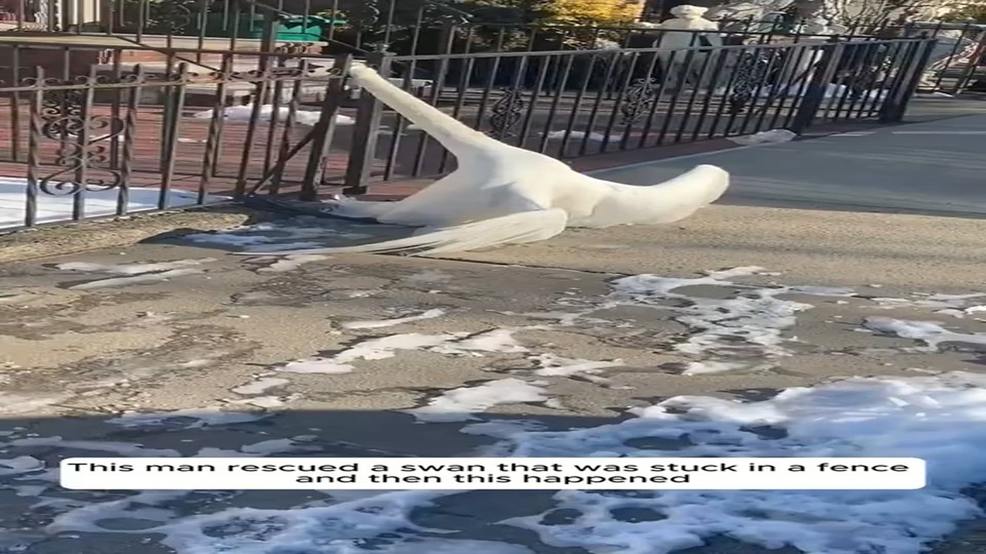 Full Video : N1509029_He Saved A Swan And Then It Came Back With A Surprise #SwanRescue #BirdRescue #Heartwarming